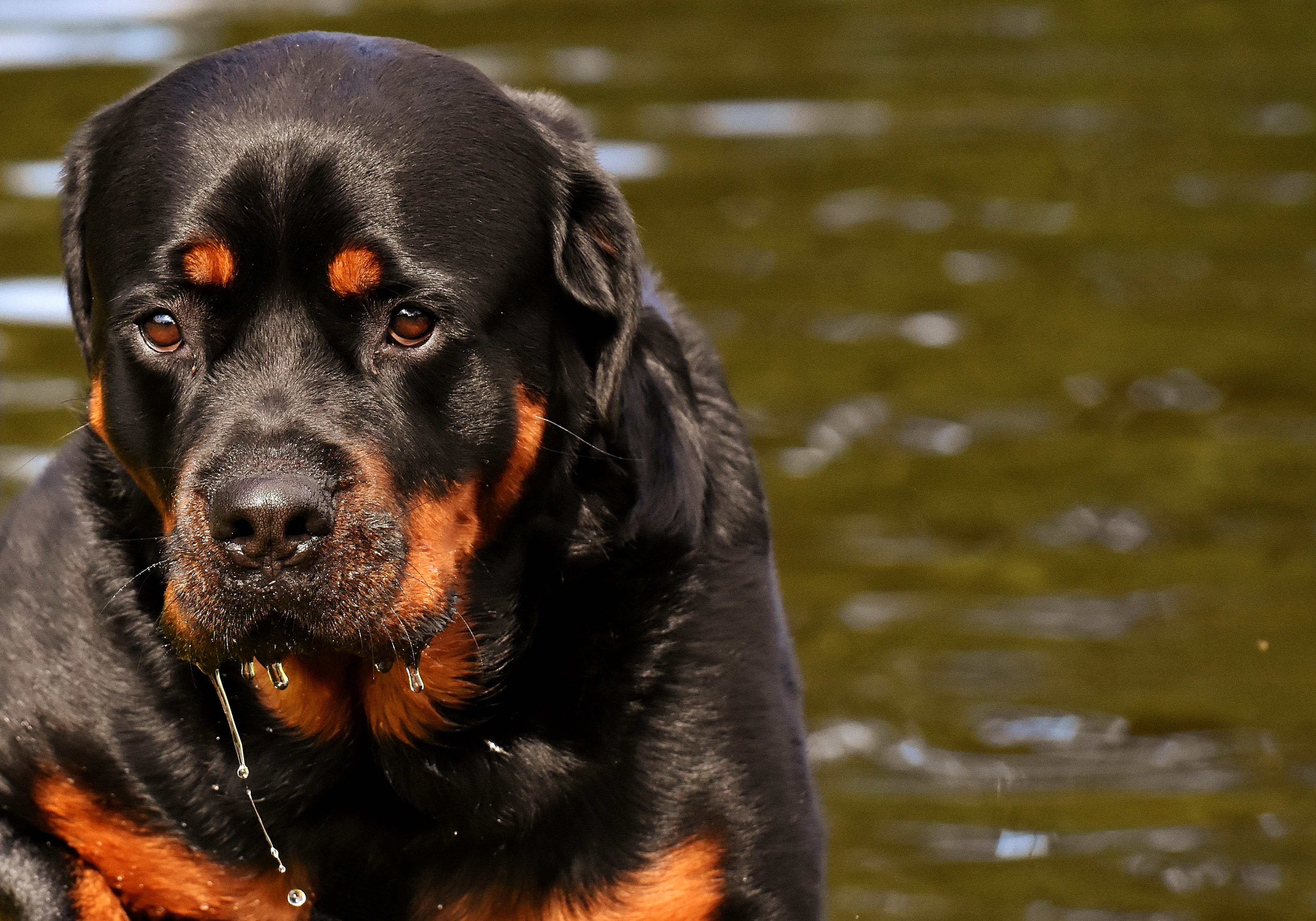 domestic animals, canine, dog, animal, pet, animal body part, black color, body, one animal, water, focus on foreground, animal world, pets, o, no people, HD Wallpaper