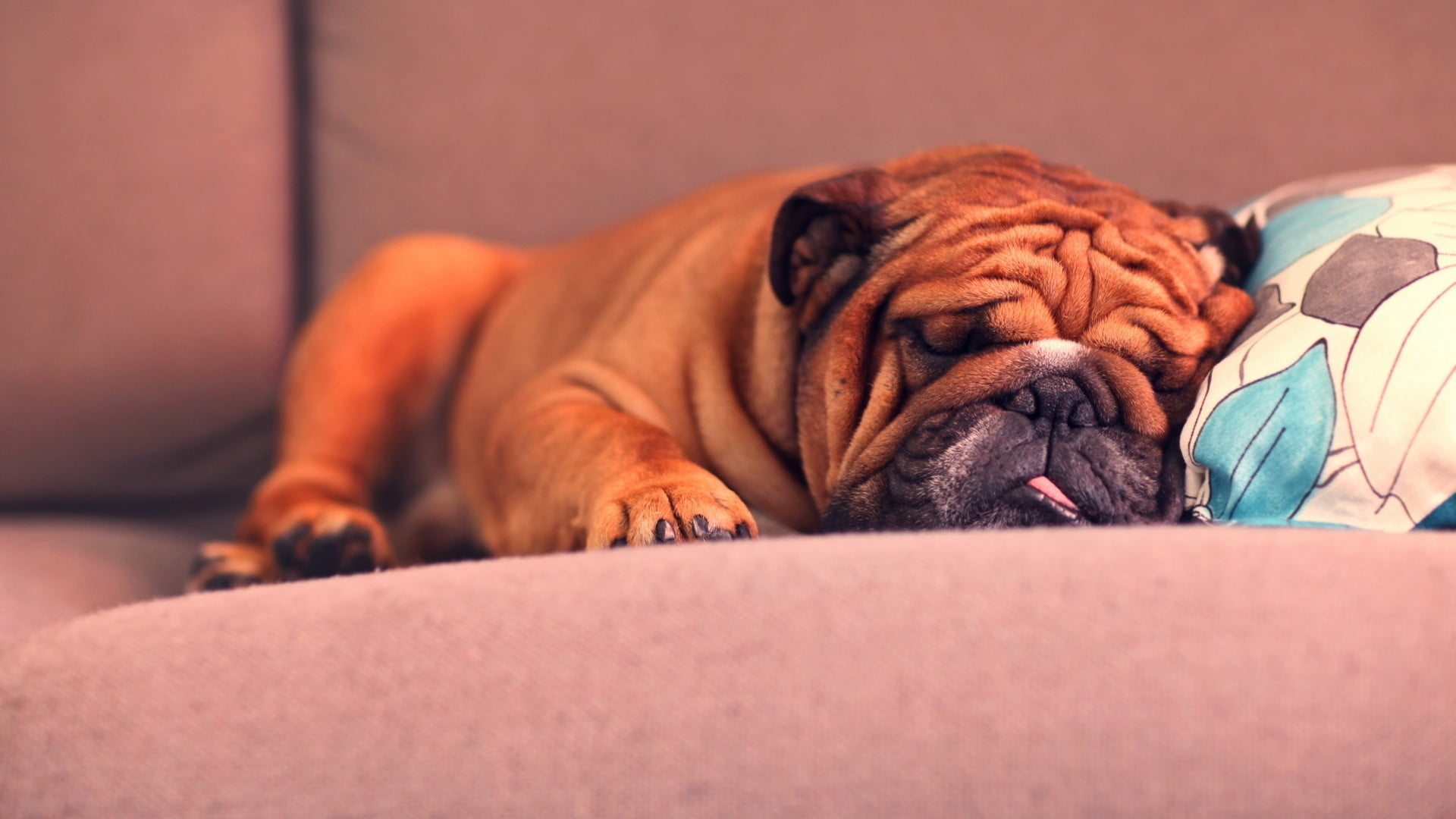 relaxation, canine, purebred dog, animal themes, domestic animals, tan, sleeping, selective focus, resting, vertebrate, eyes closed, mammal, napping, animals, HD Wallpaper