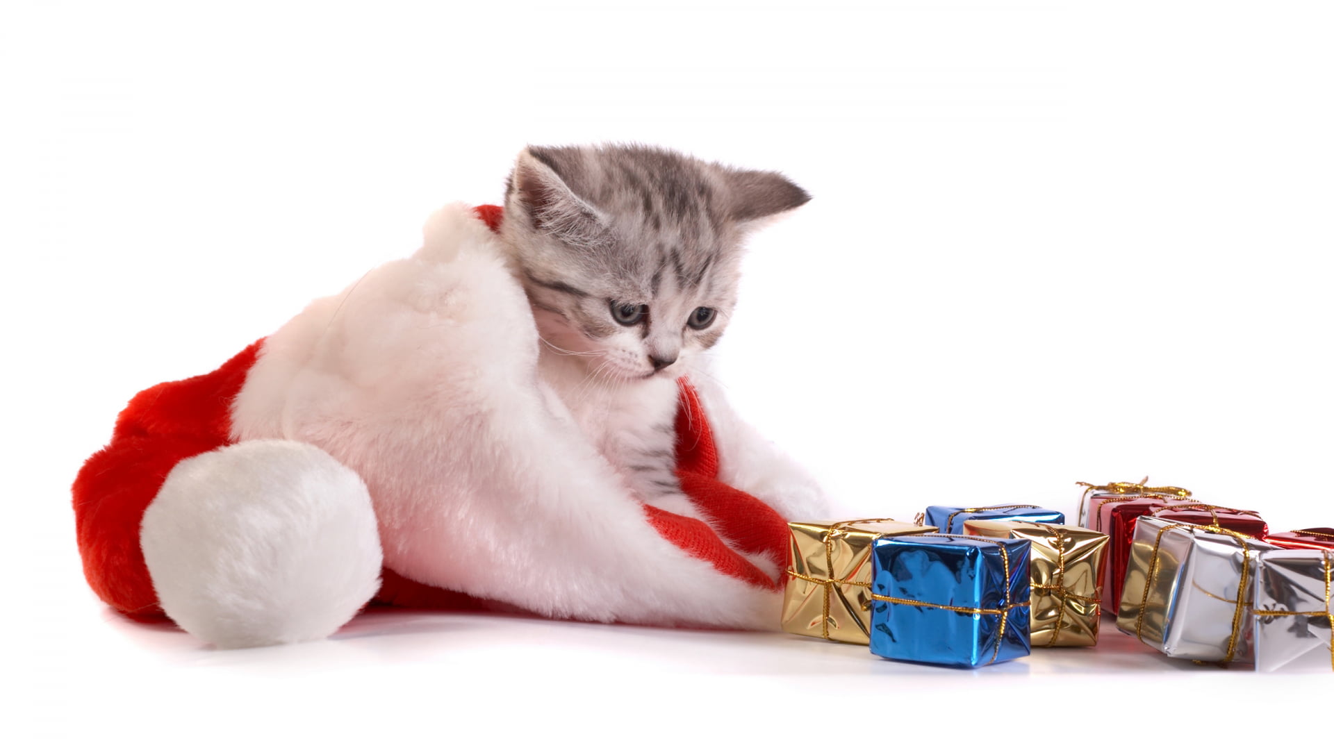 funny, domestic animals, cut out, tail, expression, pet, whiskers, little, portrait, 1080P, playful, dog, companion, domestic, cat, vertebrate, holiday, HD Wallpaper