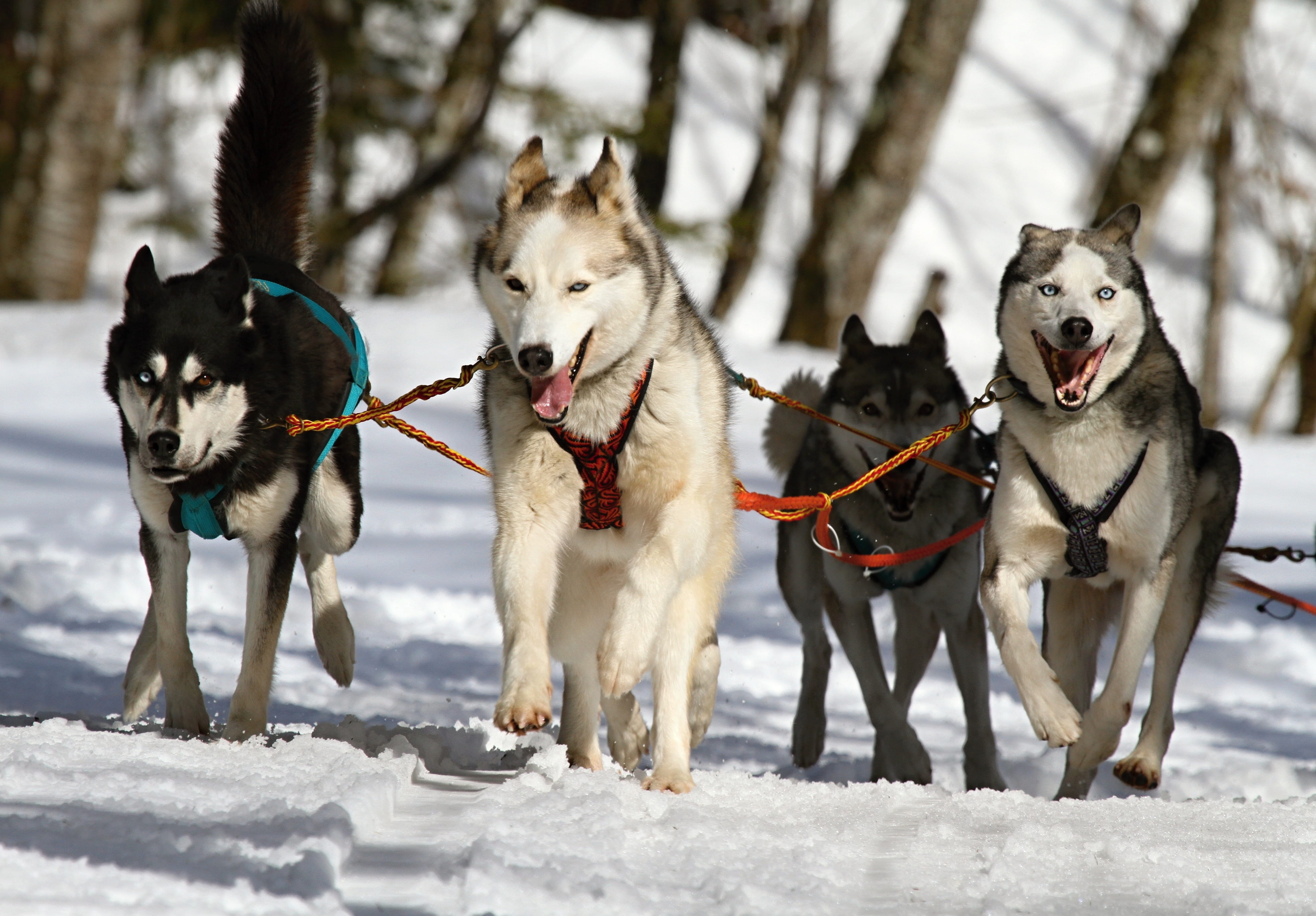 dog, animal, day, group of animals, wolves, four, world championship, landscape, hobby, 4K, running, animal themes, pets, cold temperature, sled dog, domestic animals, HD Wallpaper
