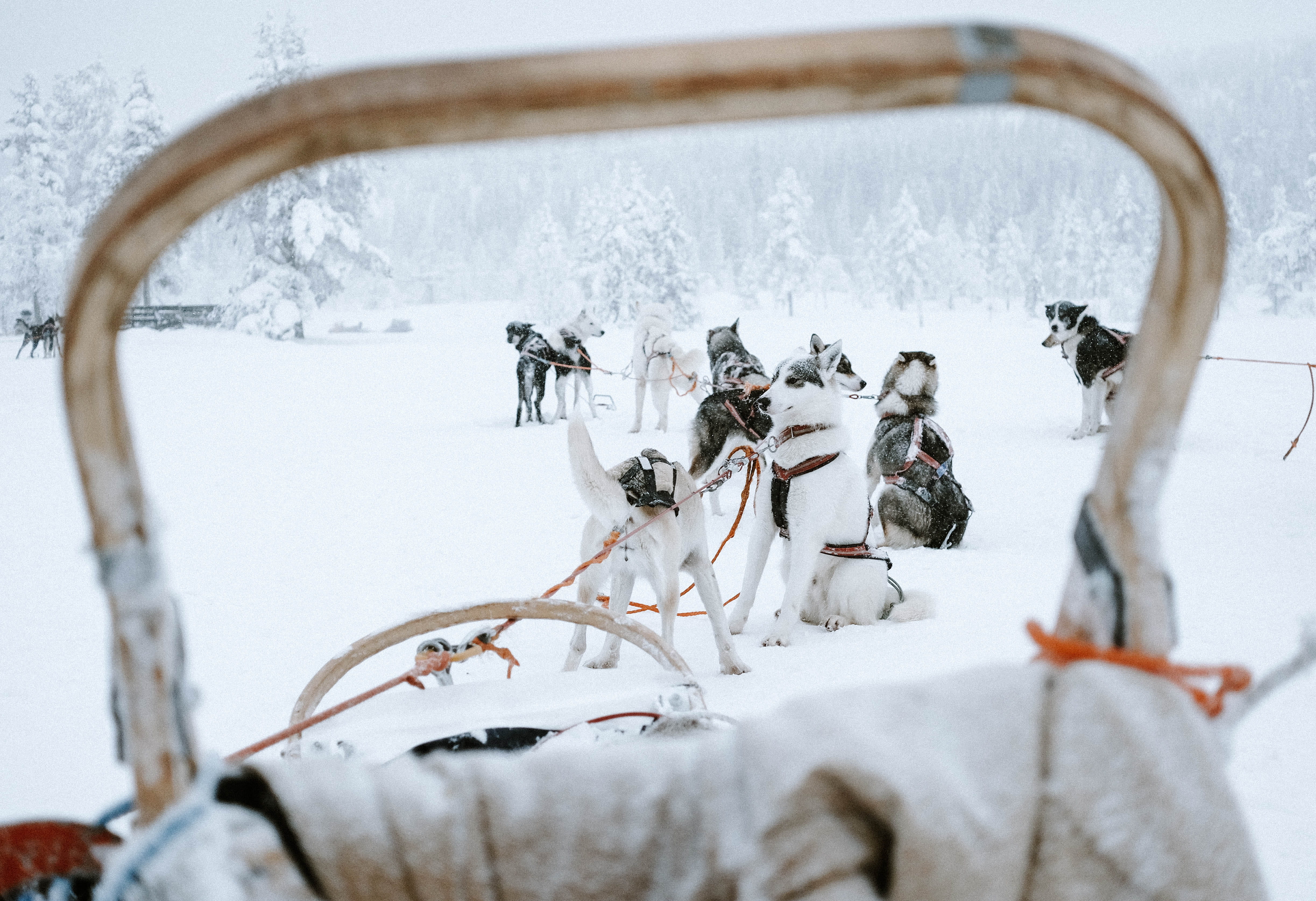 animal, horse, weather, outdoors, snow, group of animals, dog, 4K, animals in the wild, white color, animal themes, tree, cold temperature, sports, daytime, HD Wallpaper