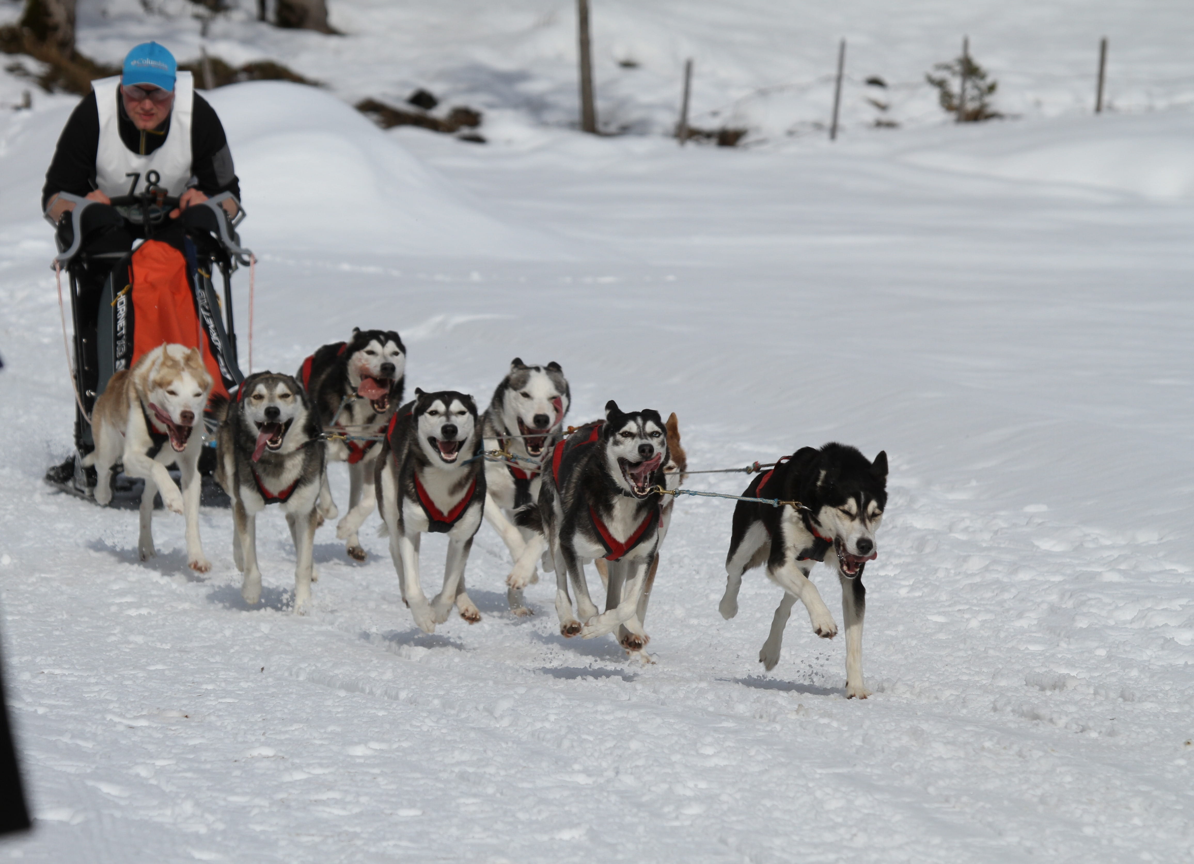 Dog, winter sports, Eyes, landscape, nature, Face, animal themes, pets, blue eye, huskies, Fur, kandersteg, outdoors, field, Husky, warm clothing, world championship, HD Wallpaper