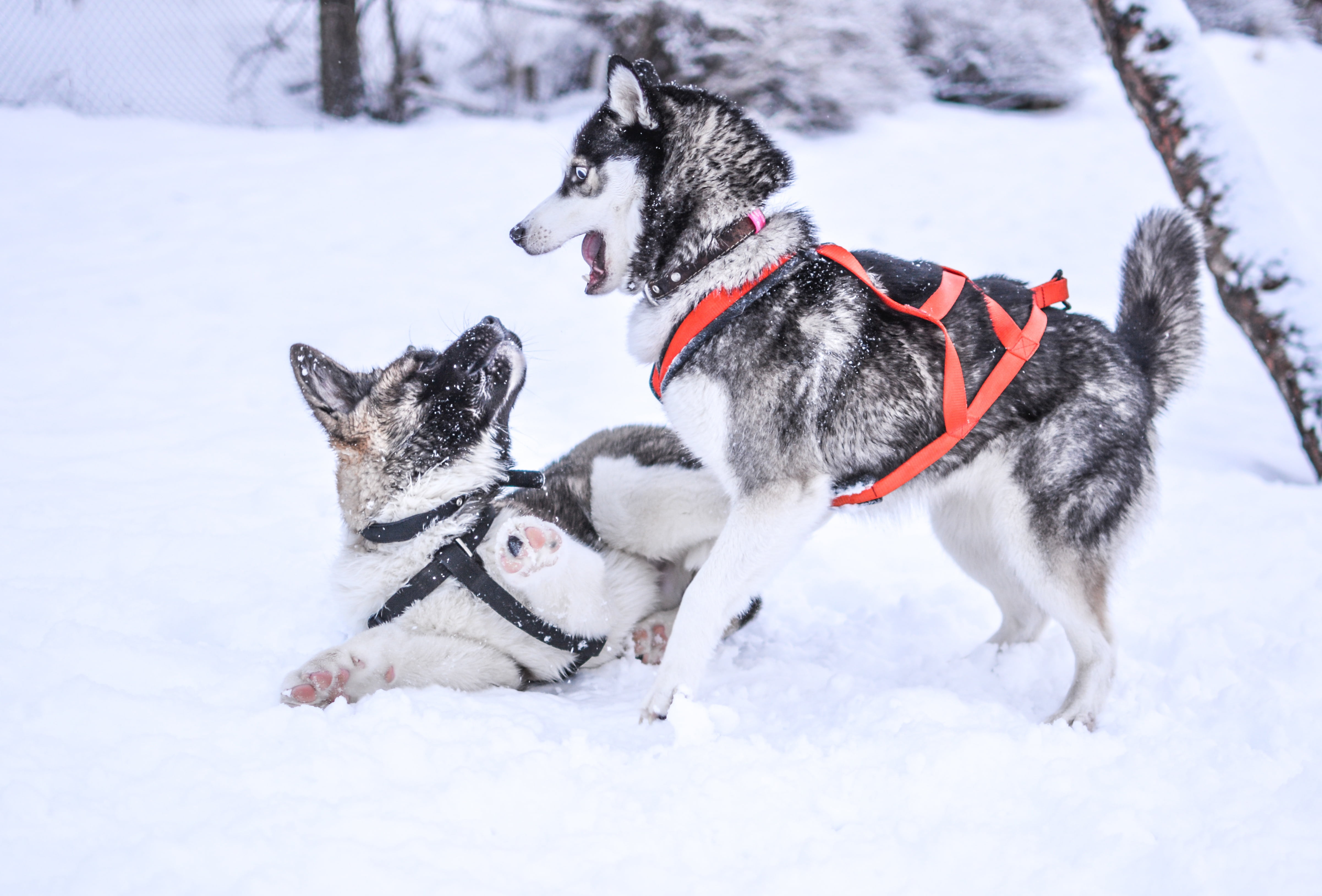 akita, happy, mammal, black, nature, cold, outdoors, animal, snow, vertebrate, 4K, fun, dog, cute, siberian, canine, winter, animal themes, play, outdoor, HD Wallpaper