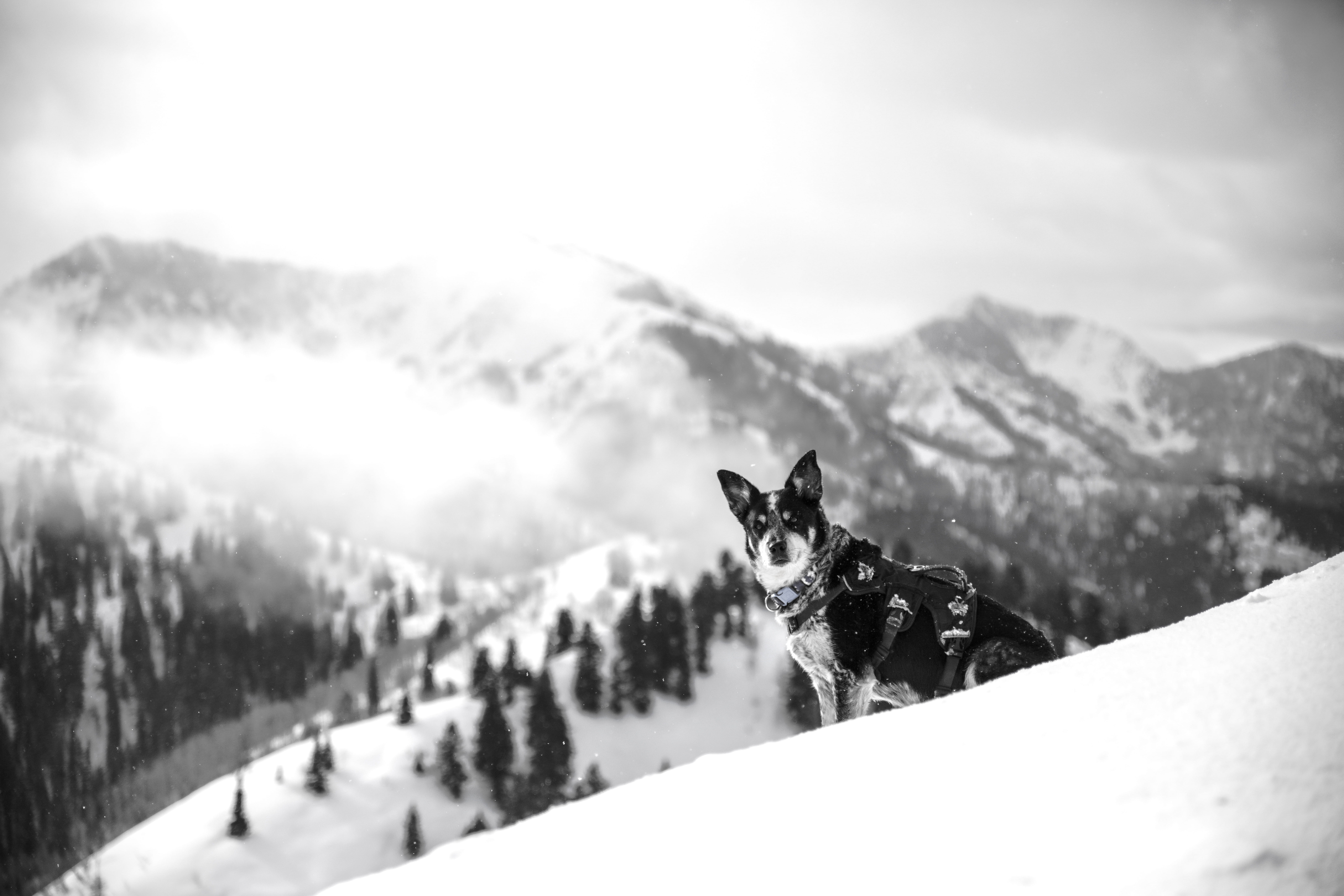black, snowcapped mountain, black And White, one animal, domestic animals, coated, greyscale, white, dog, outdoors, daytim, scenics - nature, snowing, european Alps, HD Wallpaper