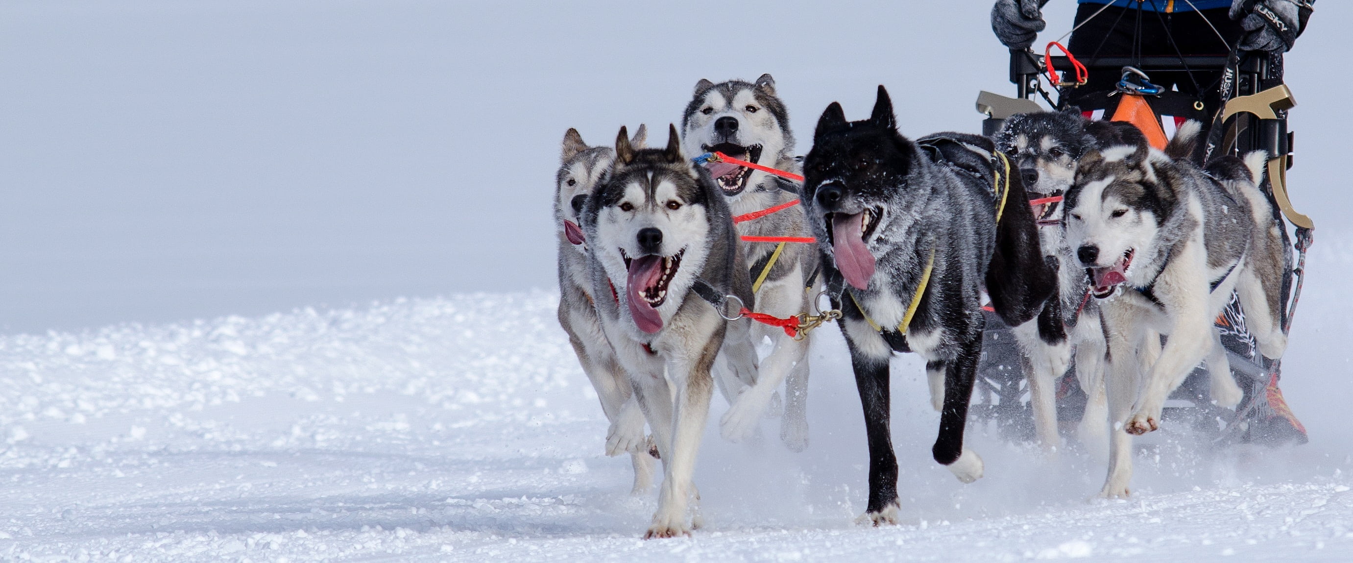 sport, team, group of animals, domestic, sled dog racing, animal, focus, teamwork, dog, wolves, endurance, motion, huskies, sled race, nature, winter, canine, HD Wallpaper