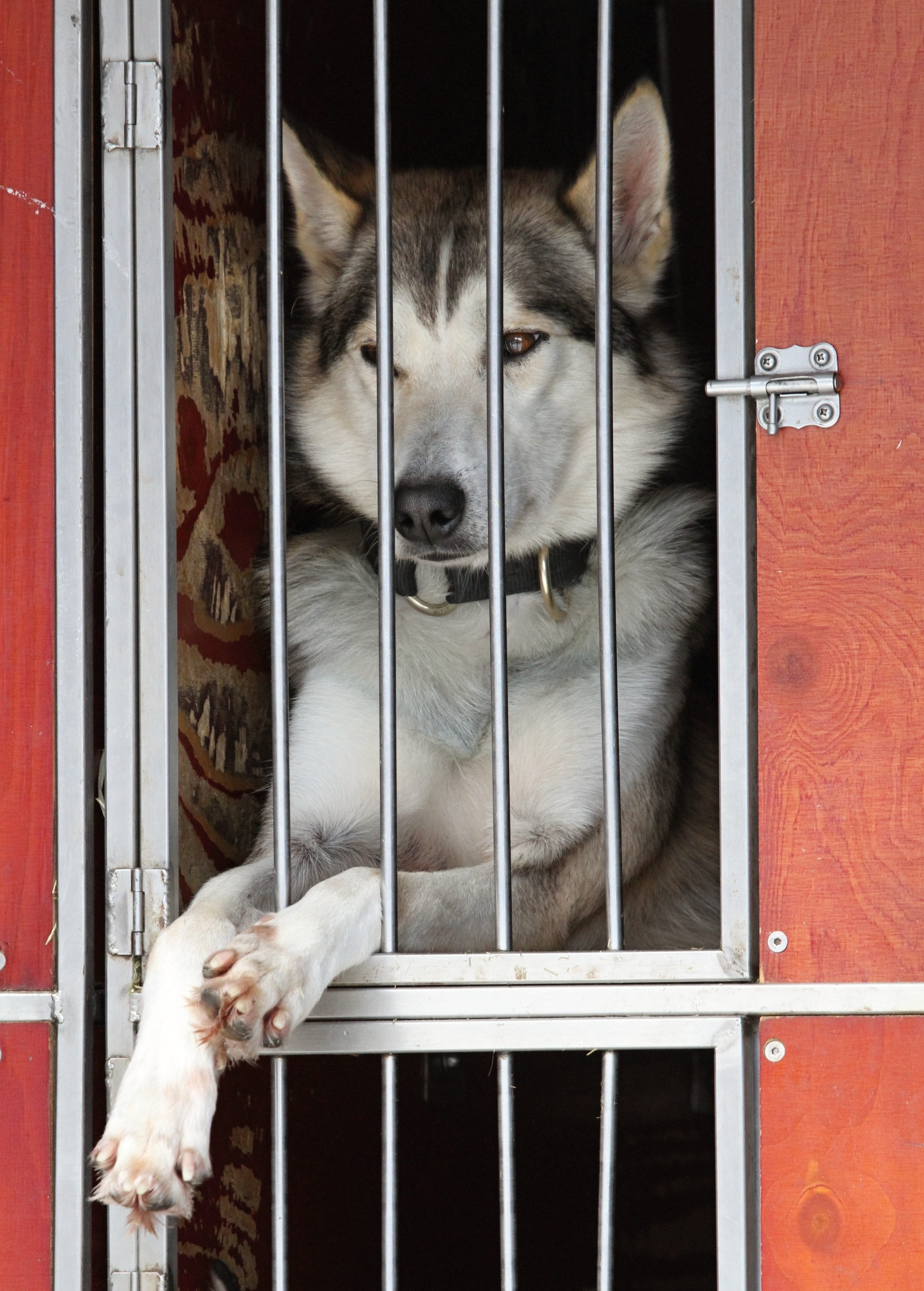 wintry, security, domestic, close-up, Face, kandersteg, safety, Fur, Eyes, active, animal head, snow, 4K, pets, White, cage, no people, dog racing, switzerland, Phone HD Wallpaper
