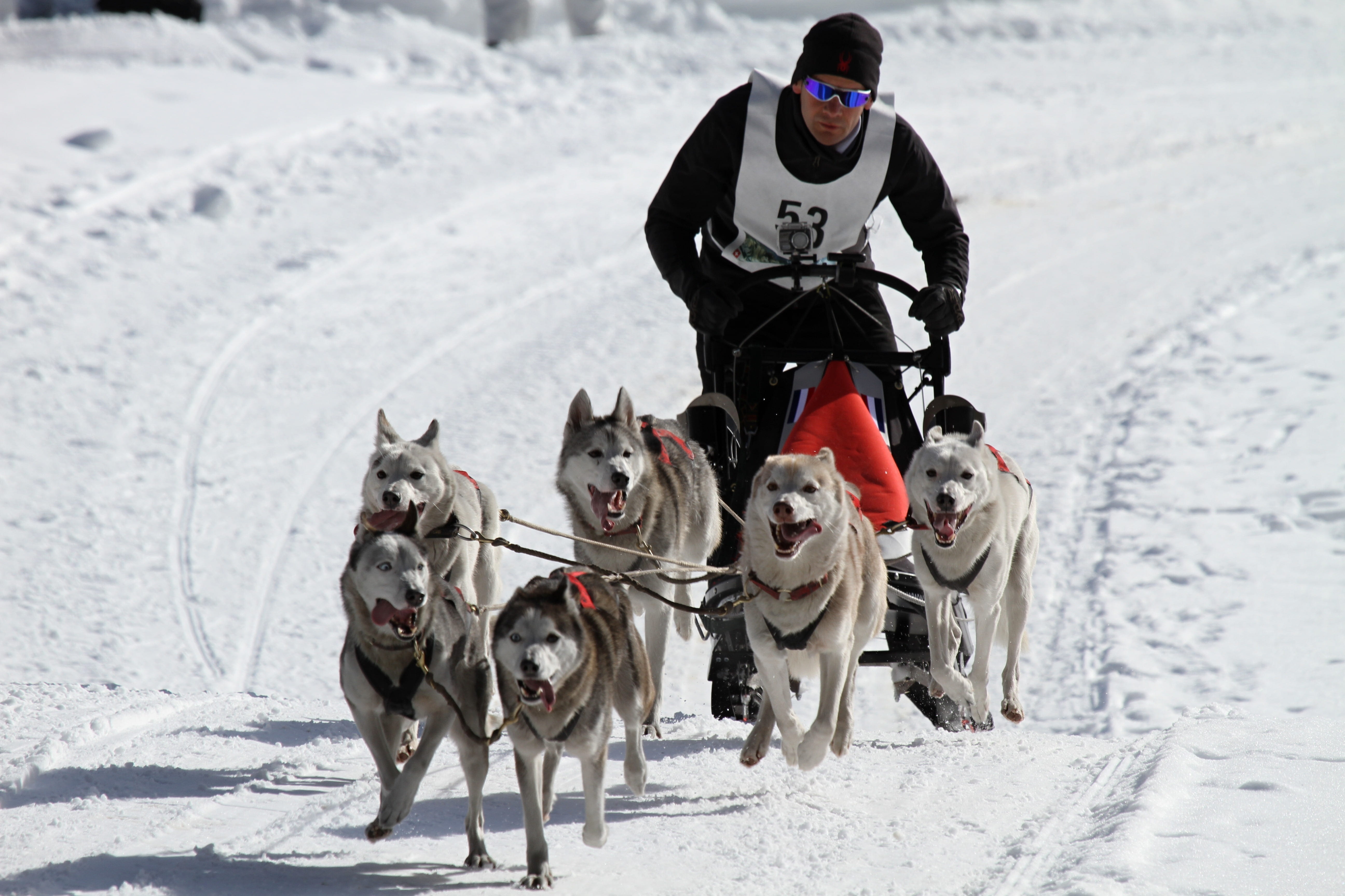 beside, landscape, outdoors, animal themes, animal, human, sled dog racing, full length, dog, man, vertebrate, domestic, snow, hobby, eyes, warm clothing, HD Wallpaper