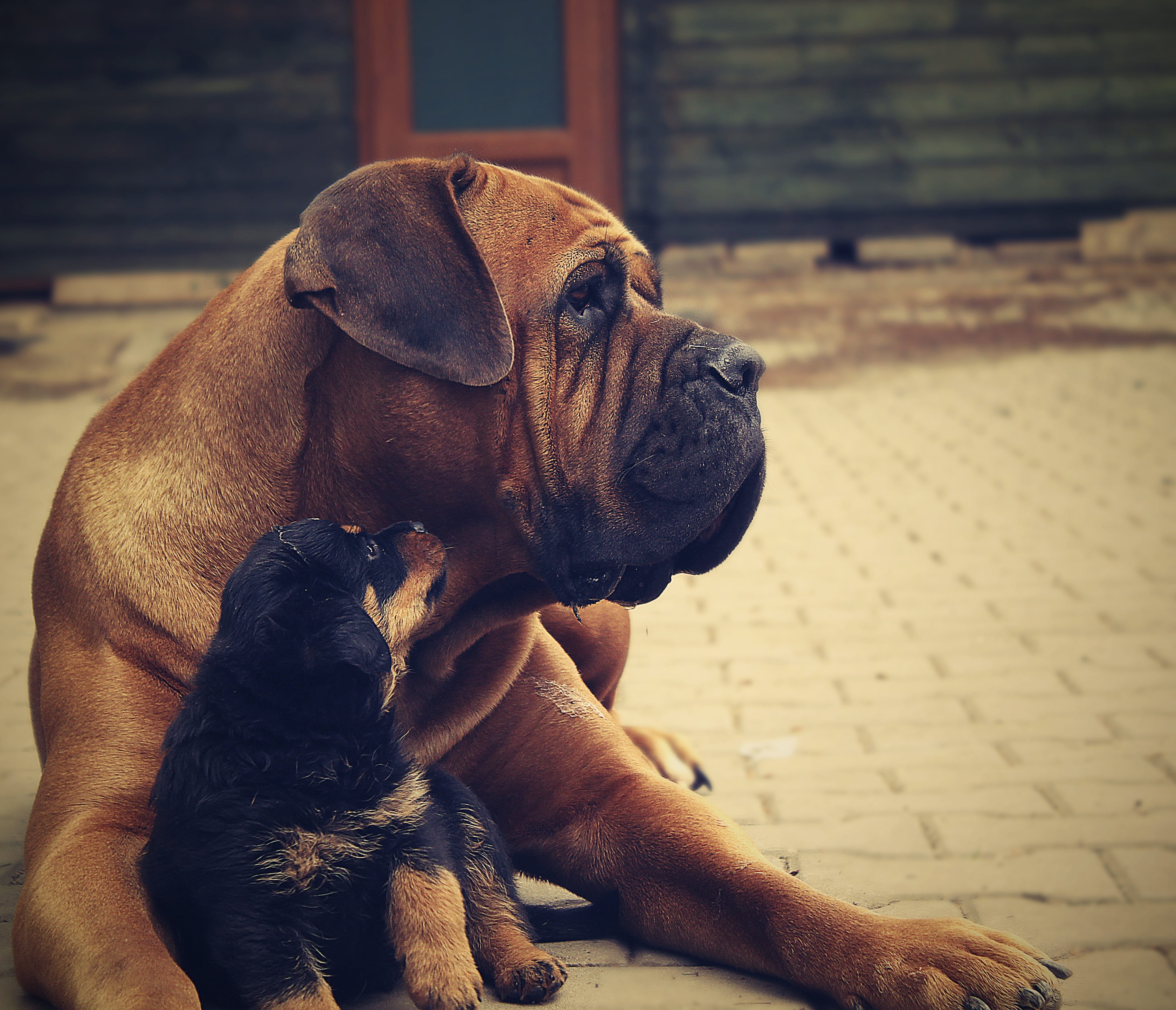 looking, red, domestic animals, no people, lovely, k-9, concrete, french, active, tan, black, german, energy, studio, friend, puppies, day, portrait, brown, HD Wallpaper