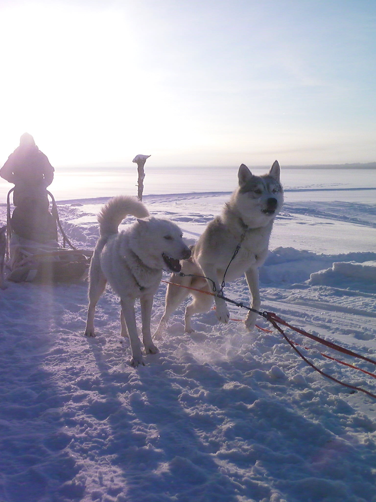 dog, frozen, 1080P, domestic, pets, sport, activity, pedigreed, race, running, siberian, cold temperature, active, animal, animal themes, mammal, cold - Temperature, Phone HD Wallpaper
