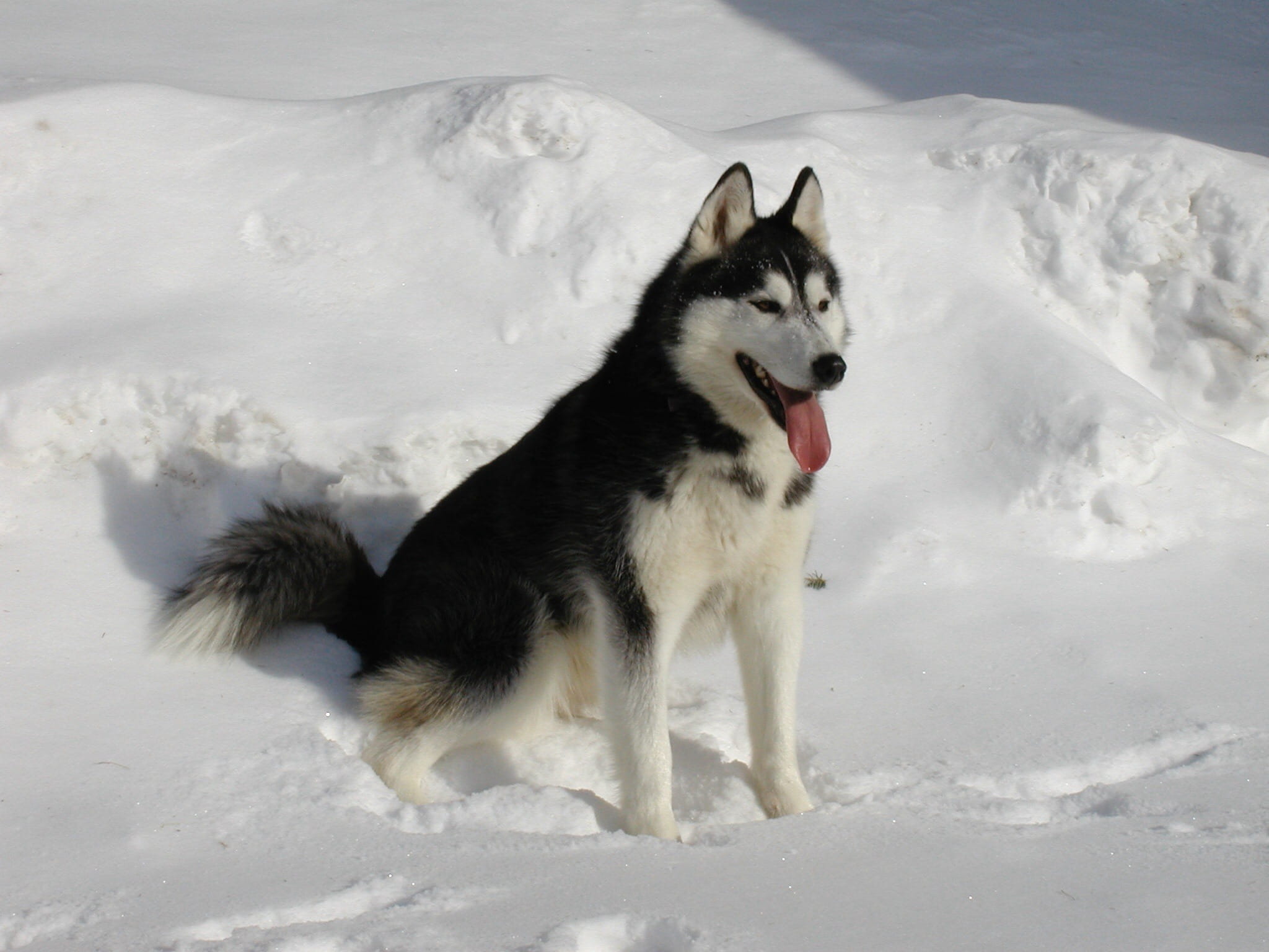 canine, domestic, mammal, domestic animals, winter, no people, outdoors, husky, animal, cold temperature, fur, land, sled dog, nature, one animal, terrain, HD Wallpaper