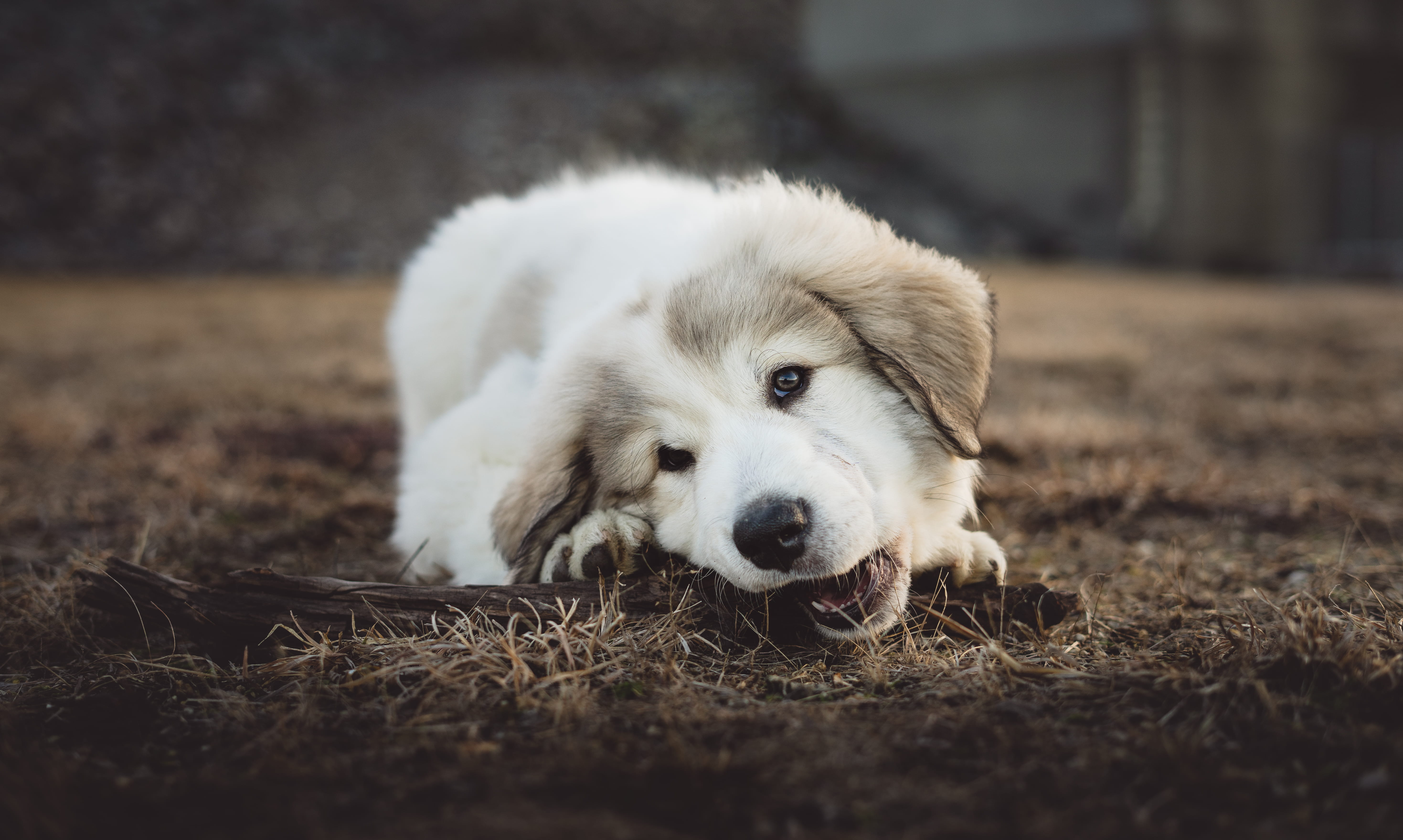 dry grass, vertebrate, whelp, canine, selective focus, mountain dog, shallow, baby dog, puppy, mammal, retriever, looking at camera, resting, domestic animals, HD Wallpaper