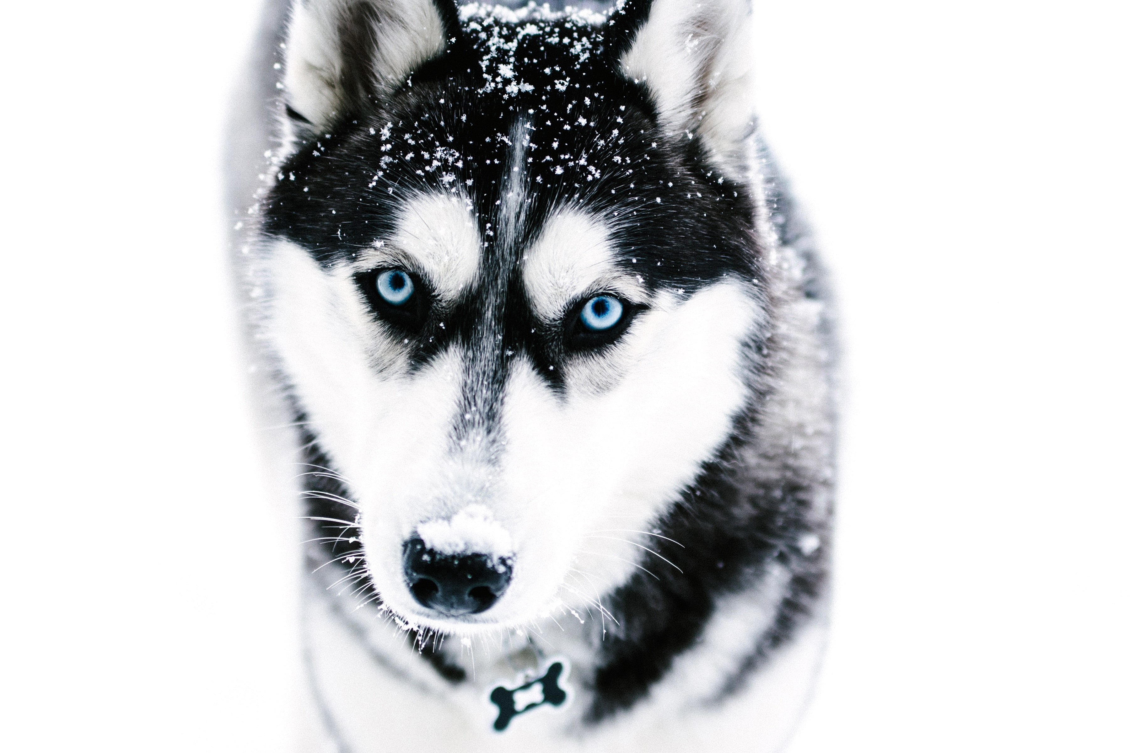 2K, siberia, looking at camera, people, domestic Animals, cute, domestic, human Face, canine, beautiful, alaskan Culture, pets, siberian Husky, husky, HD Wallpaper