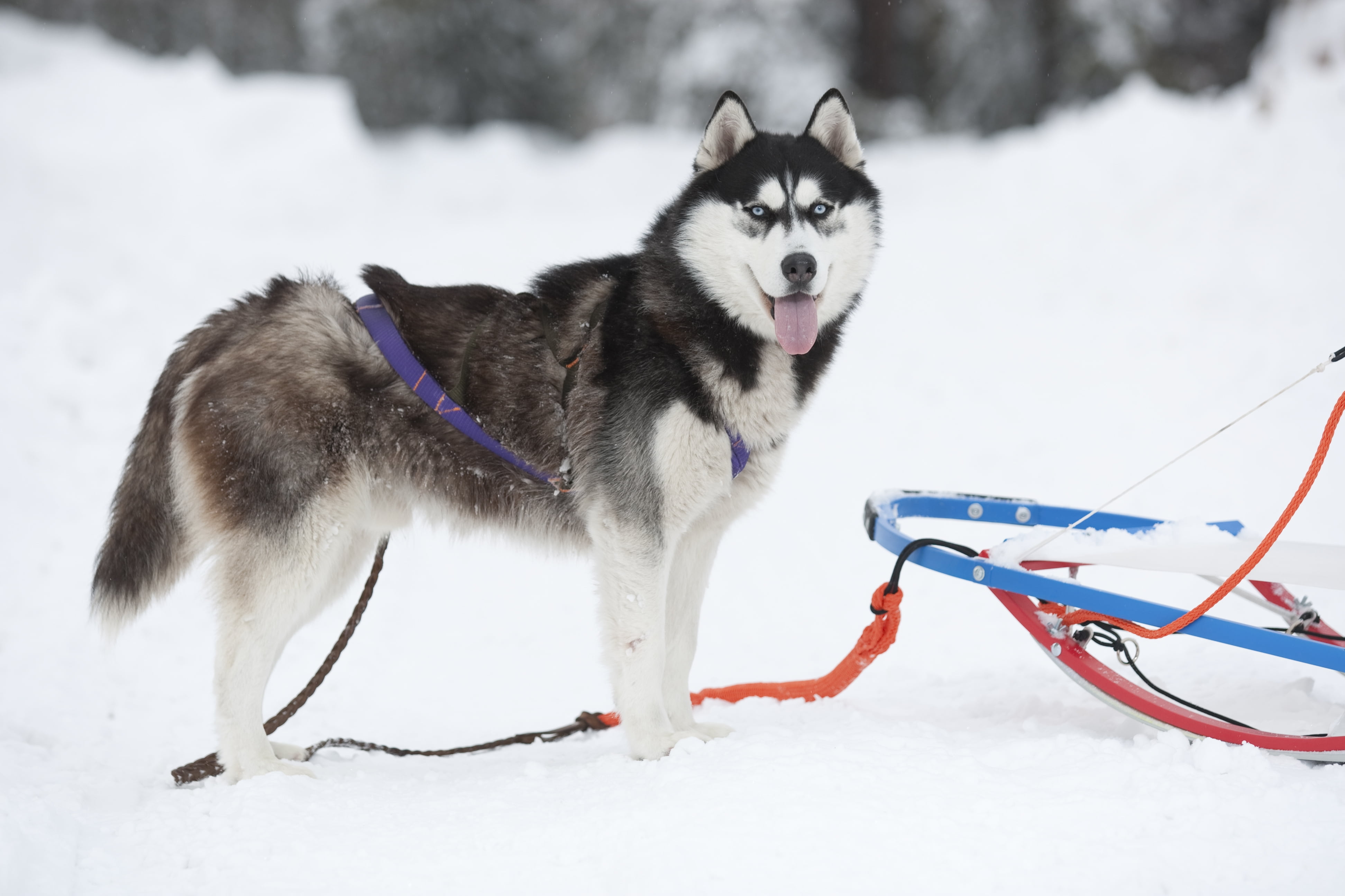 cold temperature, fur, outdoors, siberia, malamute, cute, blue, pets, sled Dog, domestic animals, fun, siberian, 4K, animal themes, snow, friendship, looking, HD Wallpaper