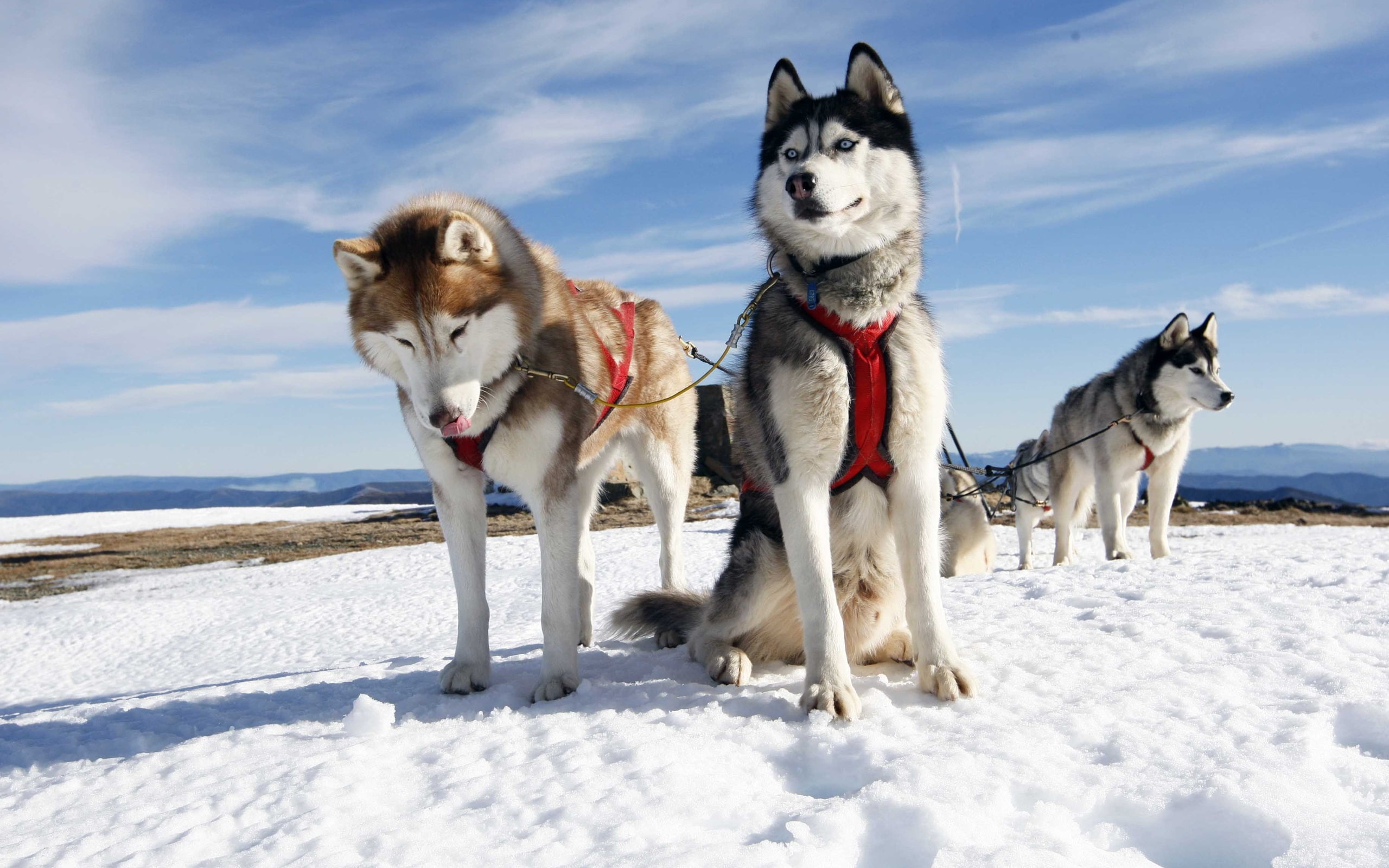 Sledding, 2K, Cold, Dog, Snow, Sky, HD Wallpaper