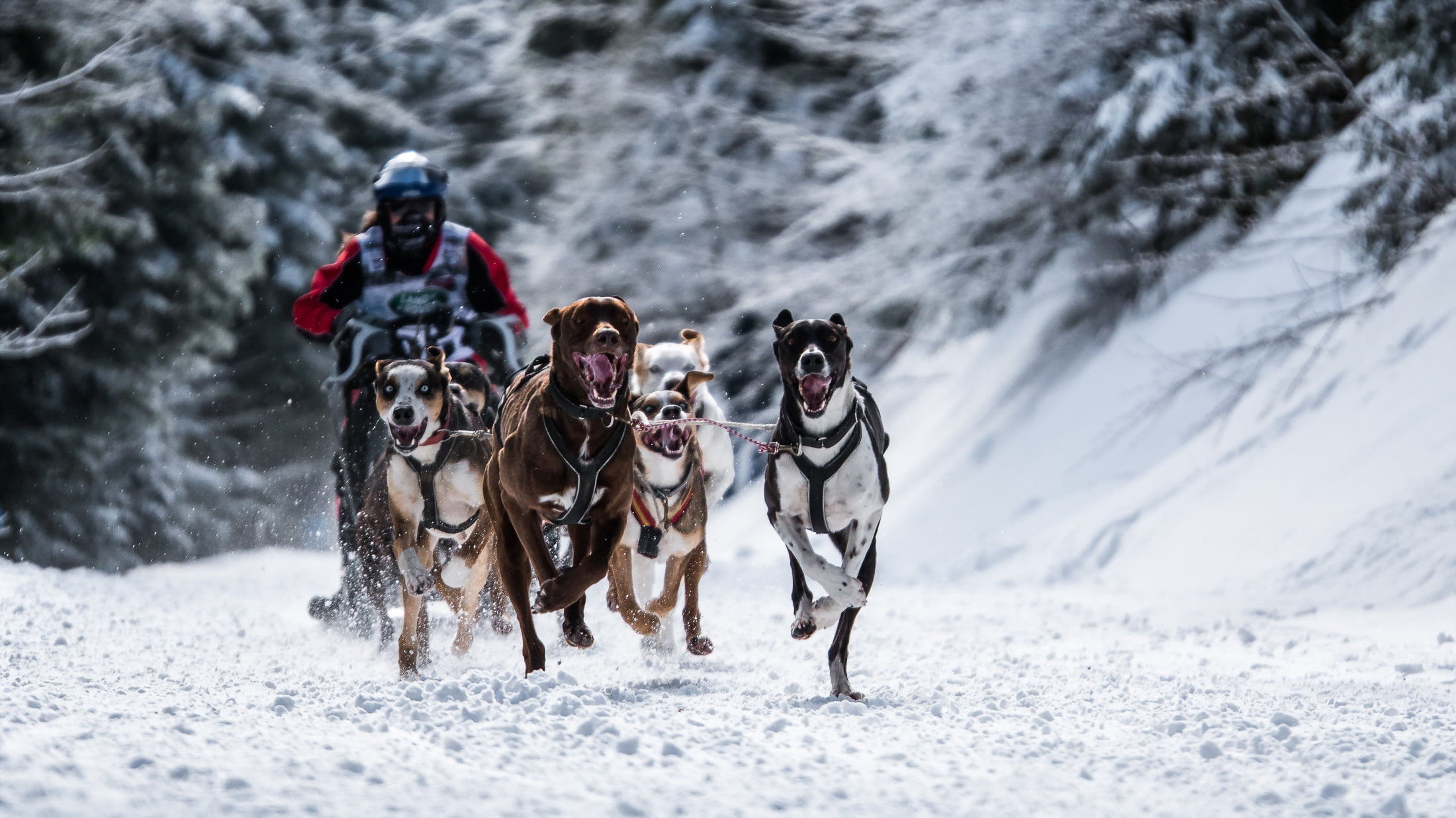 adventure, group of animals, warm clothing, people, competition, winter, sled Dog, mammal, pets, mountain, dog, action, cold - Temperature, dogs, day, 1080P, HD Wallpaper