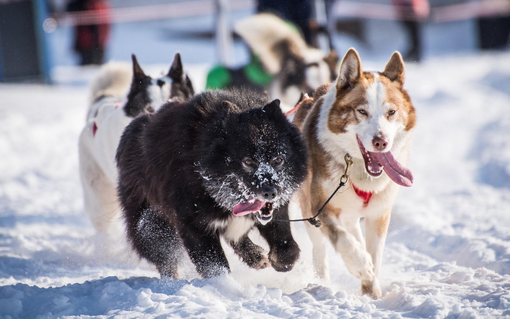 dog, animals, snow, 720P, tongue out, HD Wallpaper