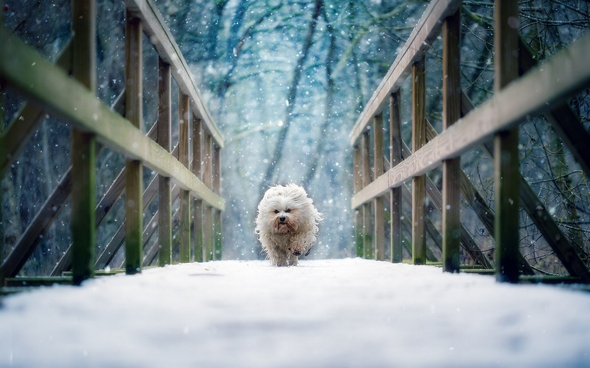 day, pets, animal, no people, running, domestic animals, winter, nature, tree, canine, domestic, one animal, portrait, bridge, snow, vertebrate, selective focus, HD Wallpaper
