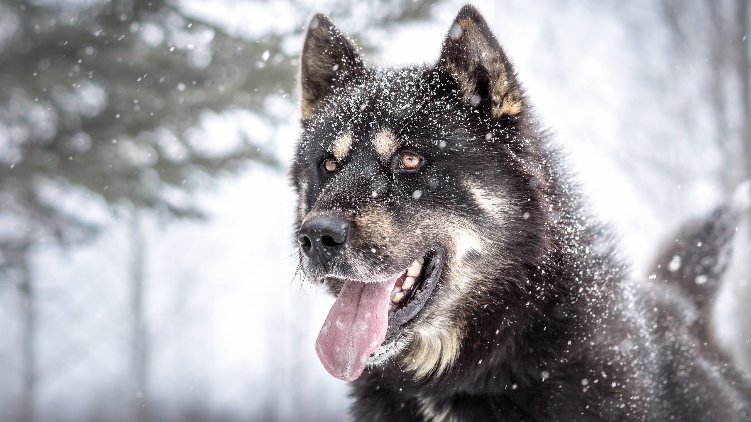 2K, dog, tongue out, nature, snow, animals, HD Wallpaper