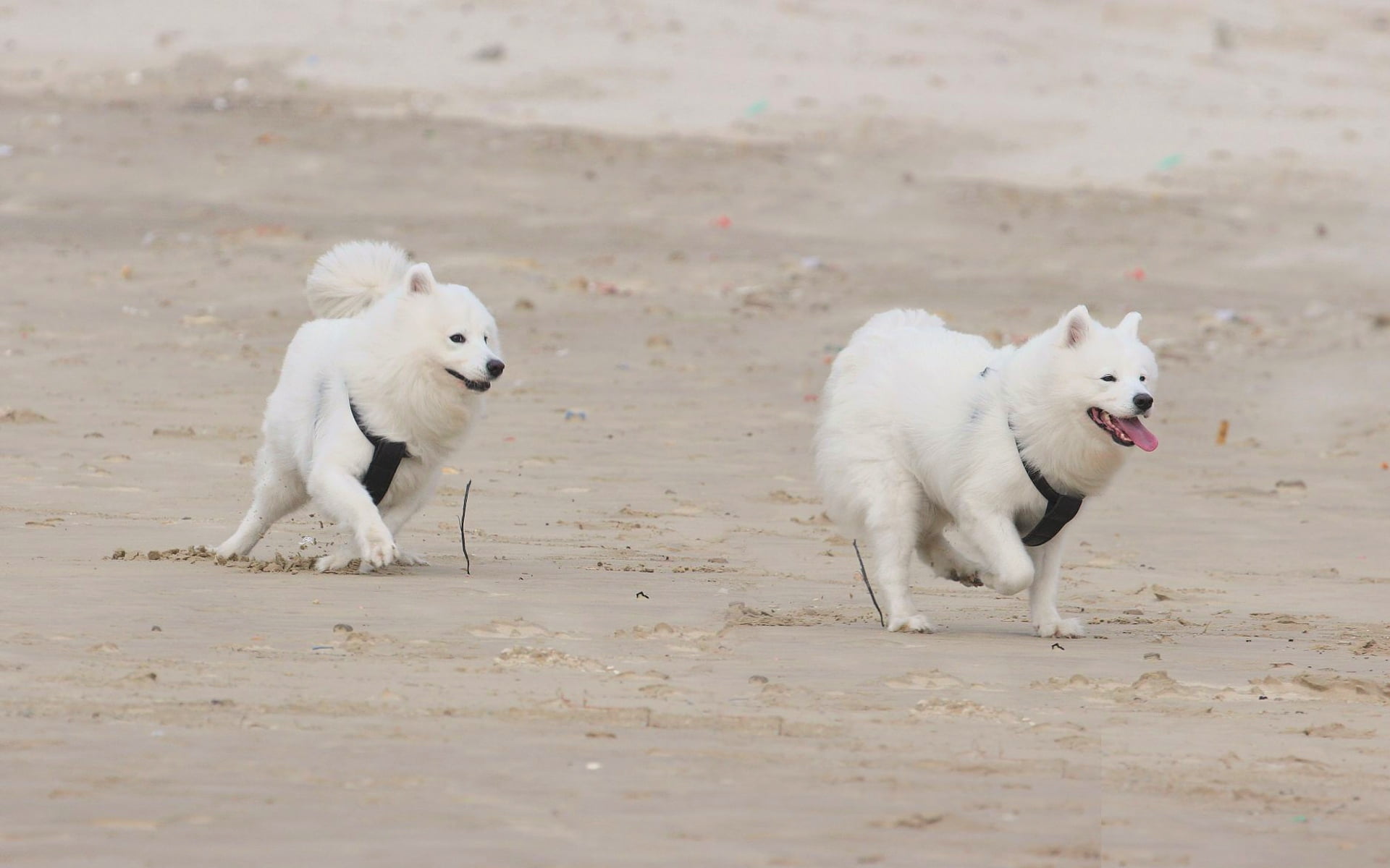young Animal, dog, two, group of animals, running, puppies, sled Dog, looking, mammal, outdoors, white color, adult, canine, samoyed, pets, day, no people, HD Wallpaper
