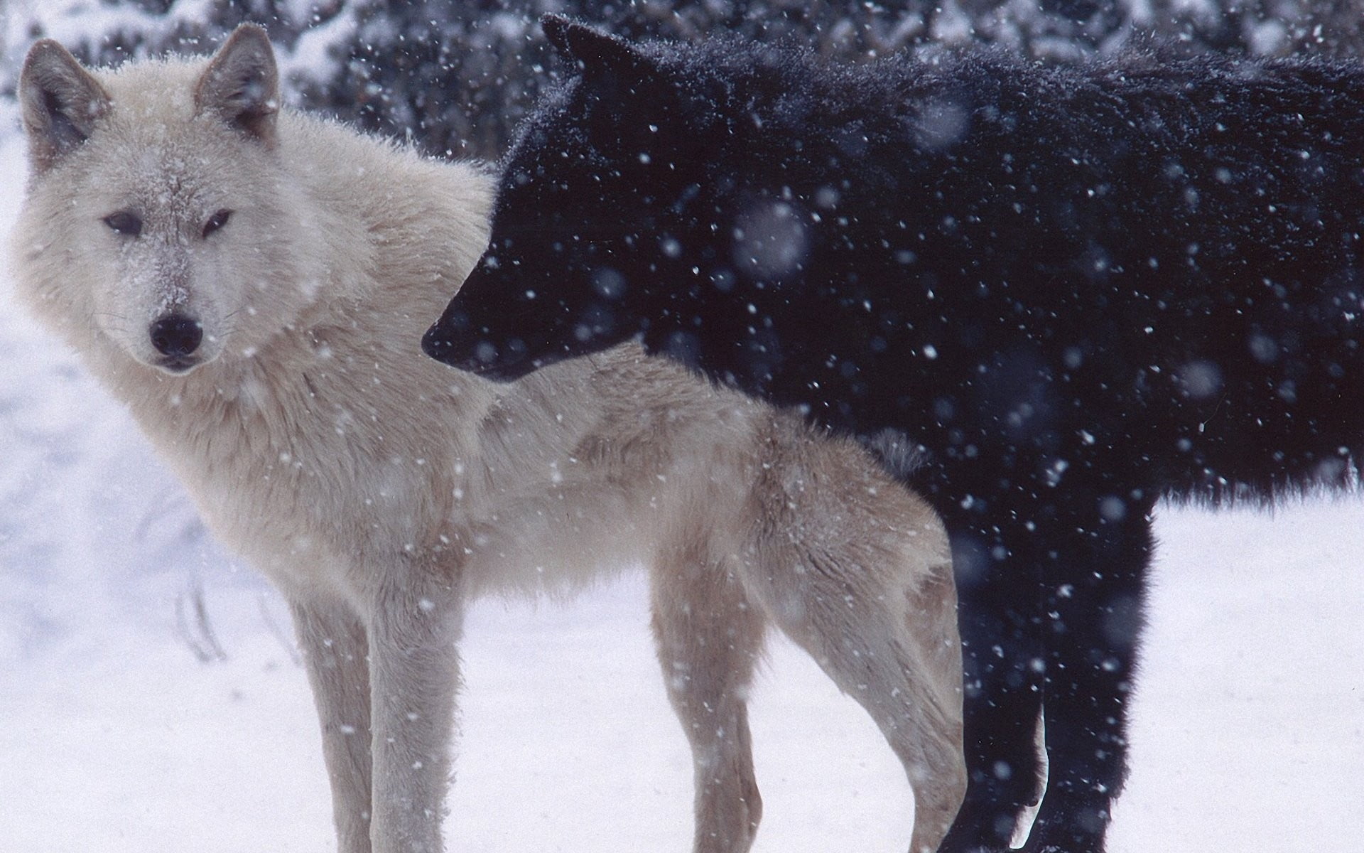 nature, vertebrate, pets, animal themes, snowing, pair, north, one Animal, purebred Dog, mammal, extreme weather, two, animal, cold temperature, domestic Animals, HD Wallpaper