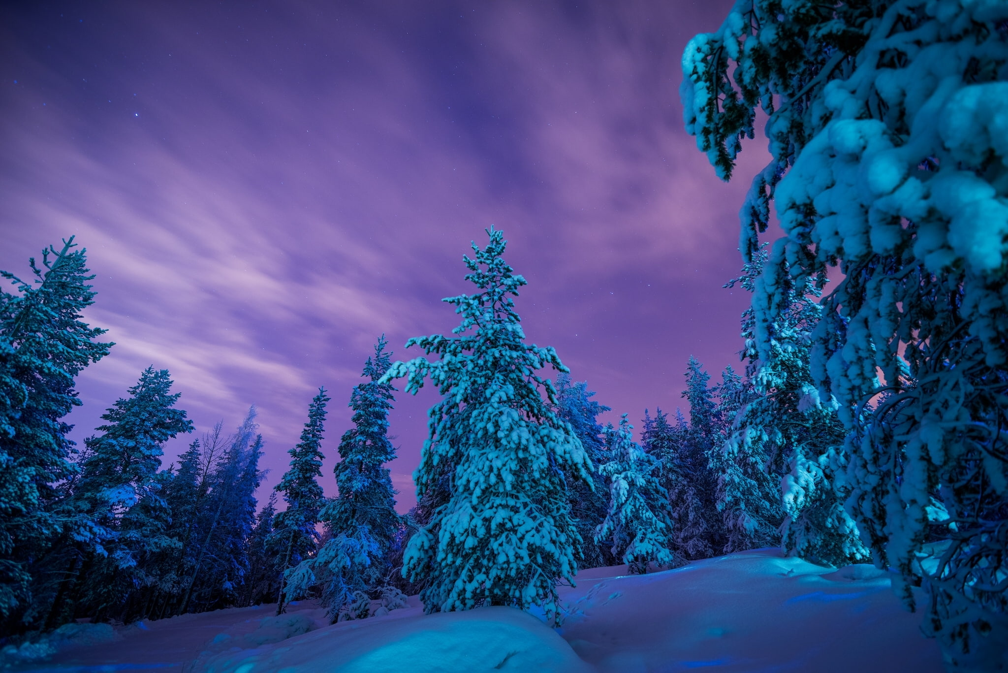 forest, cold temperature, nature, land, Lapland, snow, non-urban scene, green, winter, environment, beauty in nature, covering, pine tree, tranquility, HD Wallpaper