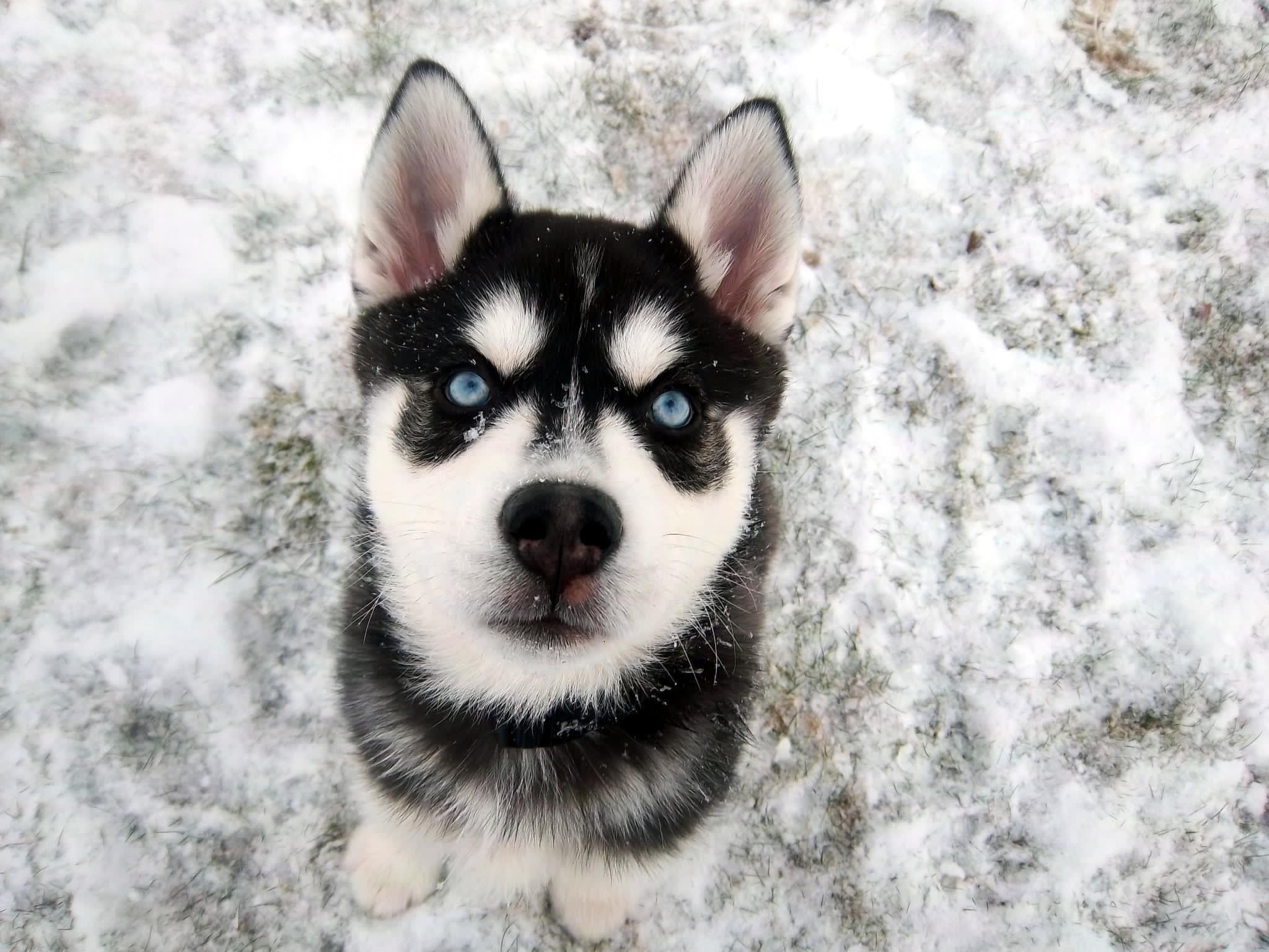 1080P, dog, blue eyes, Siberian Husky, snow, animals, HD Wallpaper