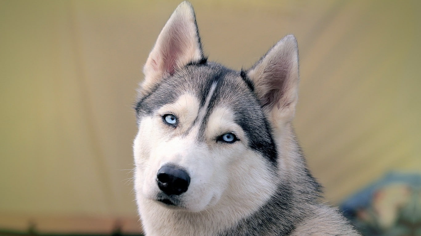 looking at viewer, portrait, animal themes, pets, canine, whisker, dog, mammal, 720P, animal body part, domestic animals, animal head, animal, closeup, HD Wallpaper
