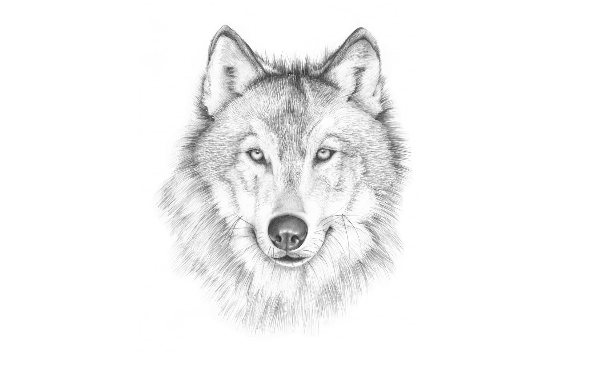gray, wolf, copy space, looking, looking at camera, white Background, light background, face, domestic, purebred Dog, cute, 1080P, painting, snout, front view, HD Wallpaper
