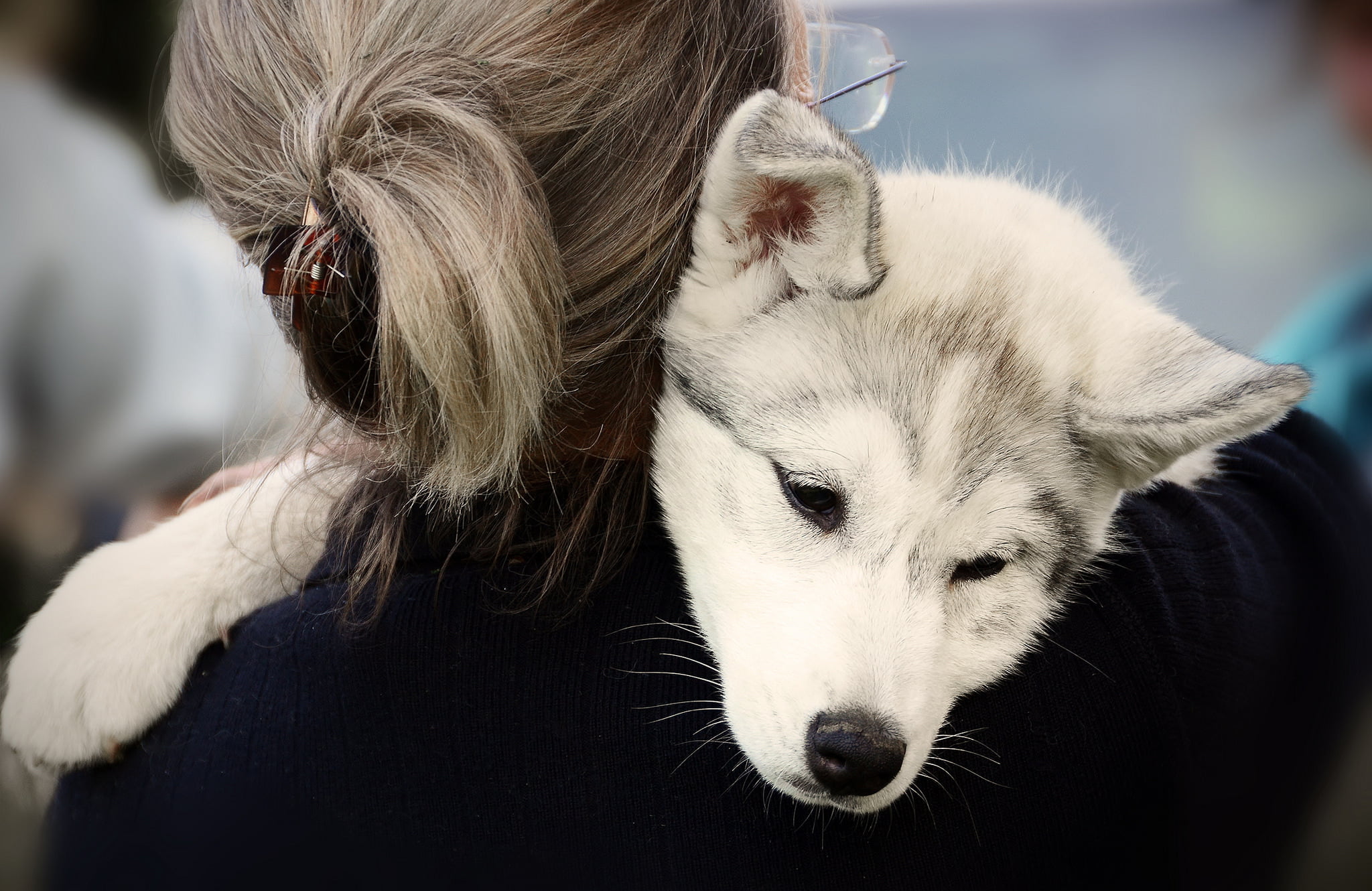 focus on foreground, relaxation, hair, mammal, domestic animals, close-up, no people, care, pets, animal body part, siberian husky, animal, dog, 1080P, HD Wallpaper