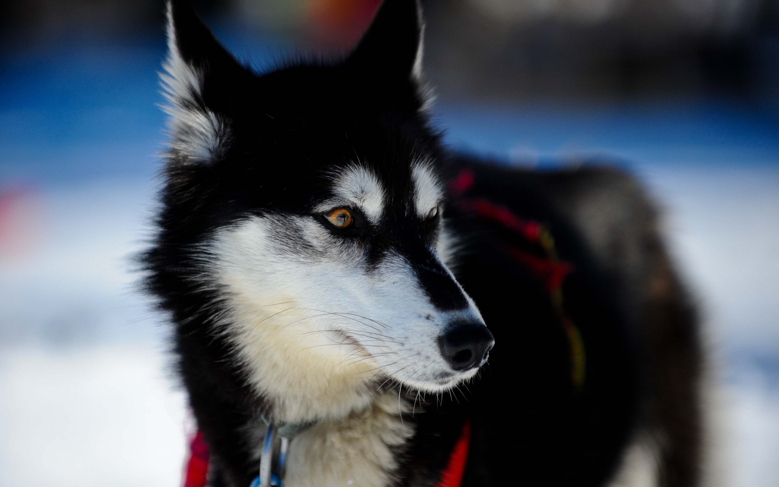 winter, animal head, animals, looking away, domestic, border collie, sled dog, siberian husky, one animal, focus on foreground, siberian, animal themes, HD Wallpaper