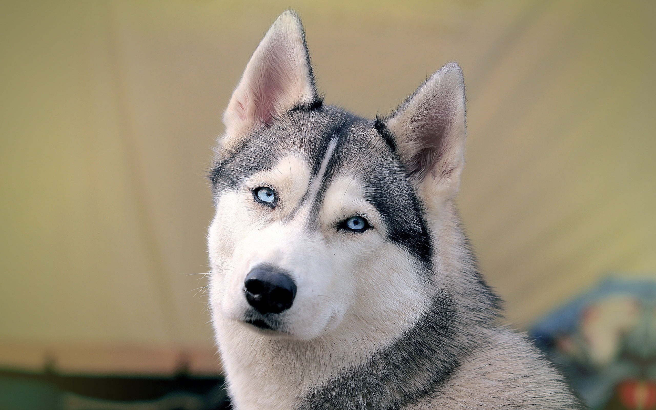 human Face, domestic Animals, mammal, wolf, young Animal, purebred Dog, fur, looking away, gray, friendship, sitting, looking, one Animal, backgrounds, HD Wallpaper