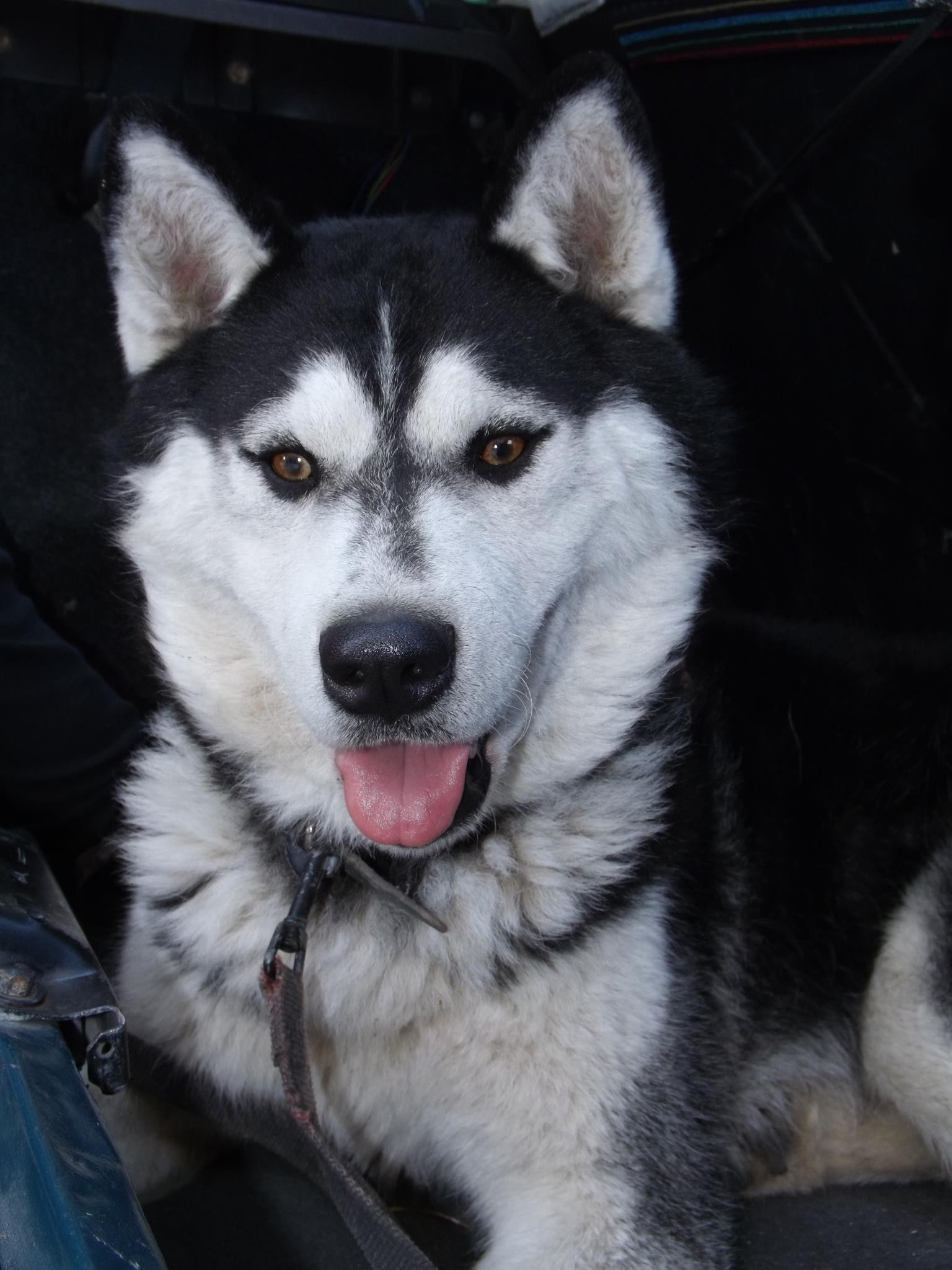 front view, vertebrate, dog, no people, focus on foreground, animals, animal body part, looking at camera, 1080P, Siberian Husky, purebred dog, animal mouth, Phone HD Wallpaper