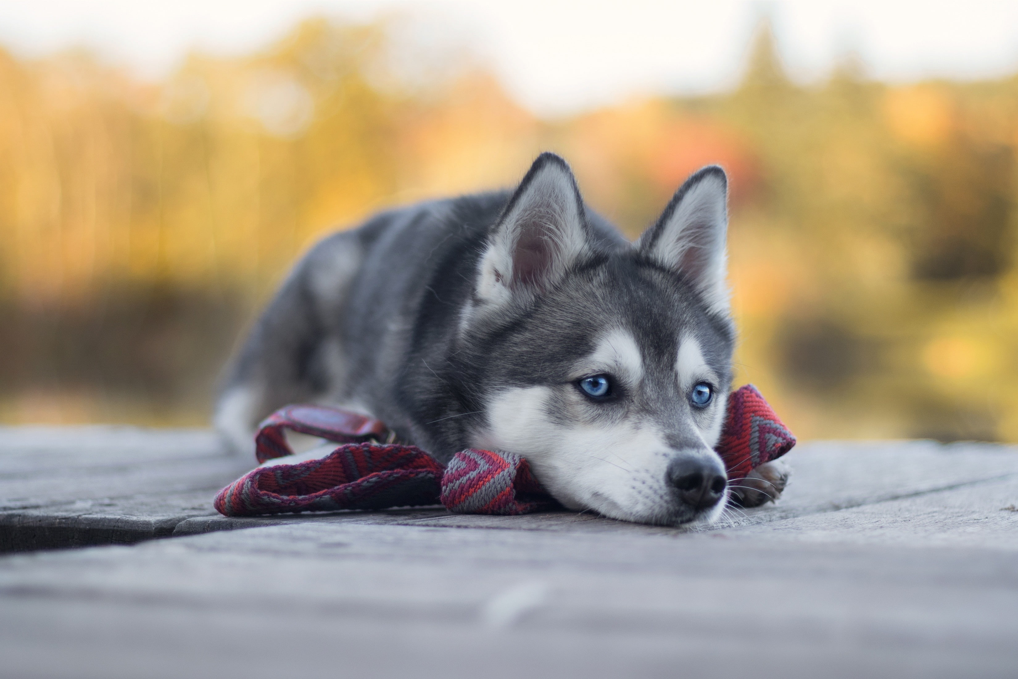 day, domestic animals, animal, sled dog, vertebrate, siberian husky, relaxation, purebred dog, mammal, selective focus, looking at camera, pets, one animal, HD Wallpaper