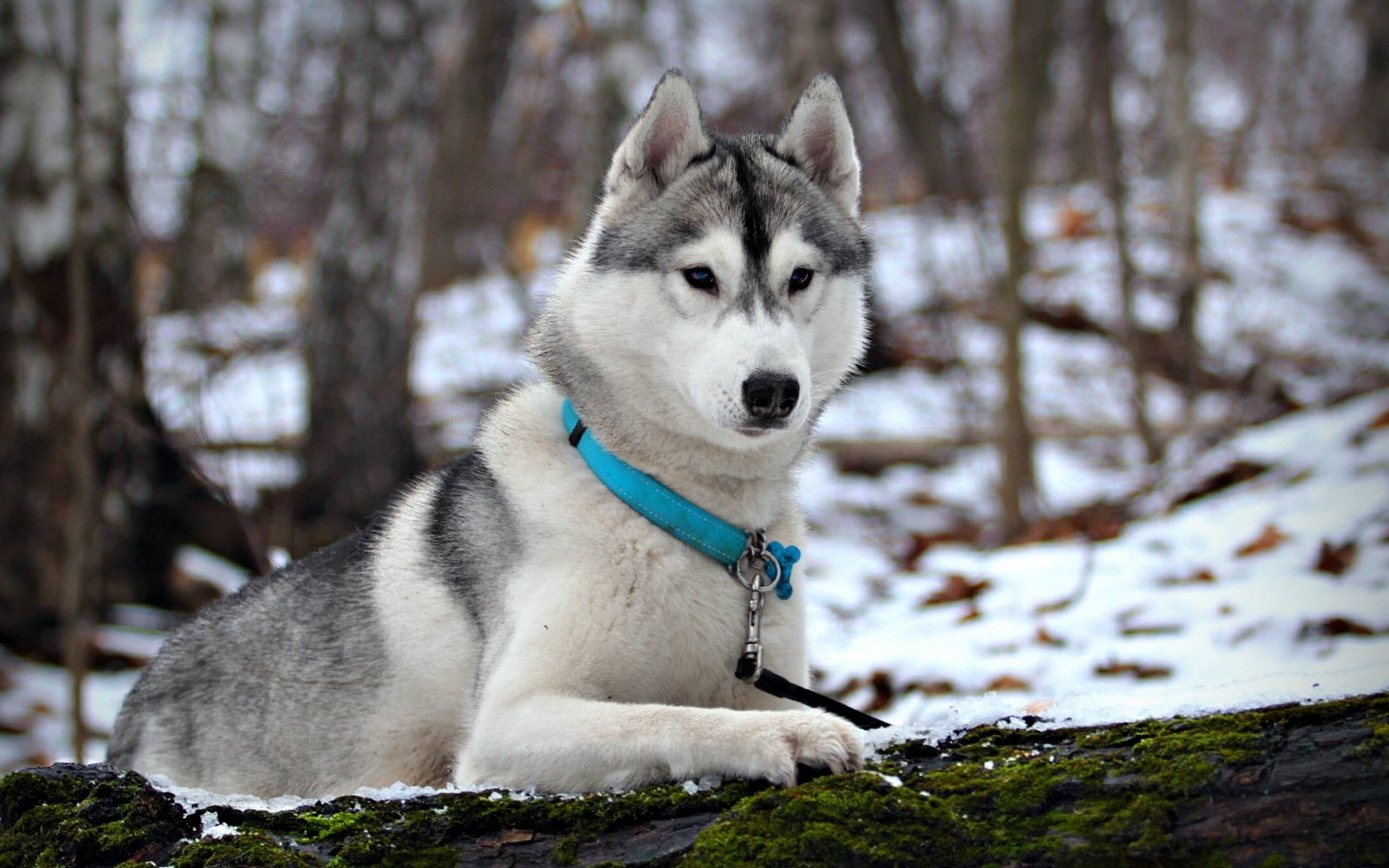 collar, siberia, black, vertebrate, fur, animal Eye, looking, wolf, white, friendship, cold temperature, focus on foreground, pets, puppy, beautiful, siberian Husky, HD Wallpaper
