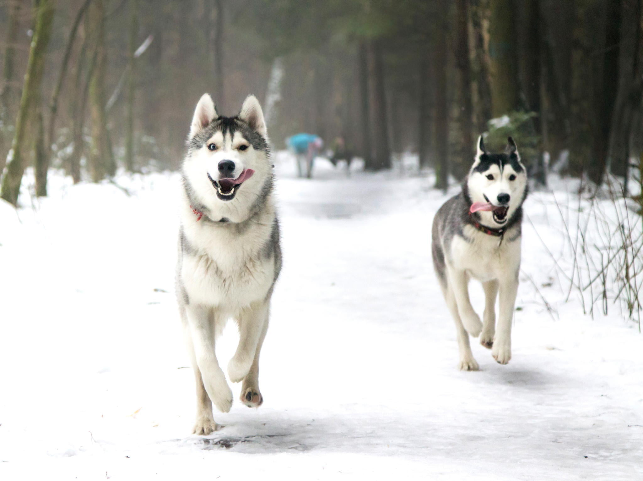 cute, land, nature, puppy, husky, 1080P, language, pets, dogs, adult, friendship, wolf, outdoors, beautiful, fur, beauty In Nature, cold temperature, looking, HD Wallpaper