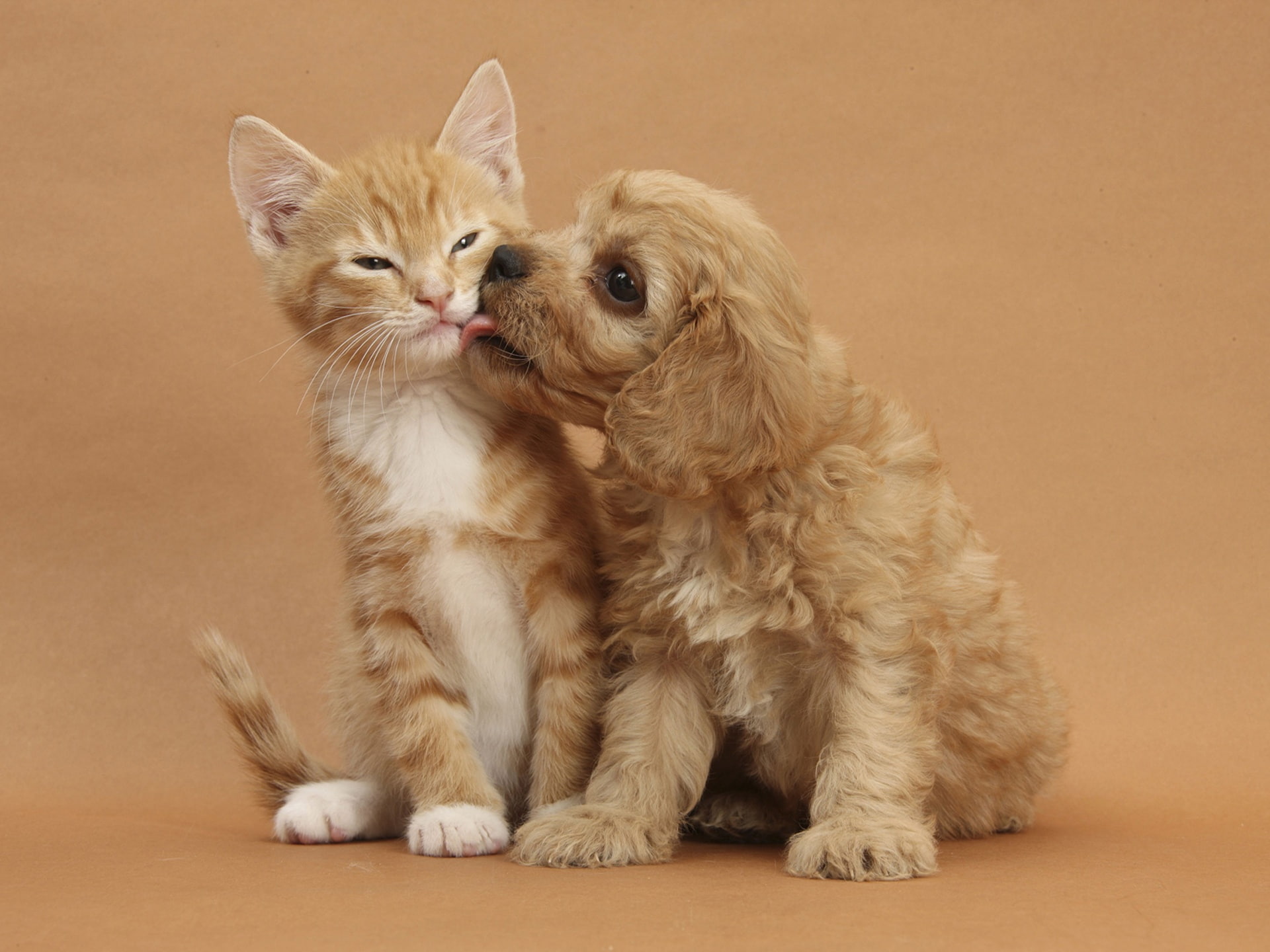 Puppy, Friendship, Kitten, 1080P, s, HD Wallpaper
