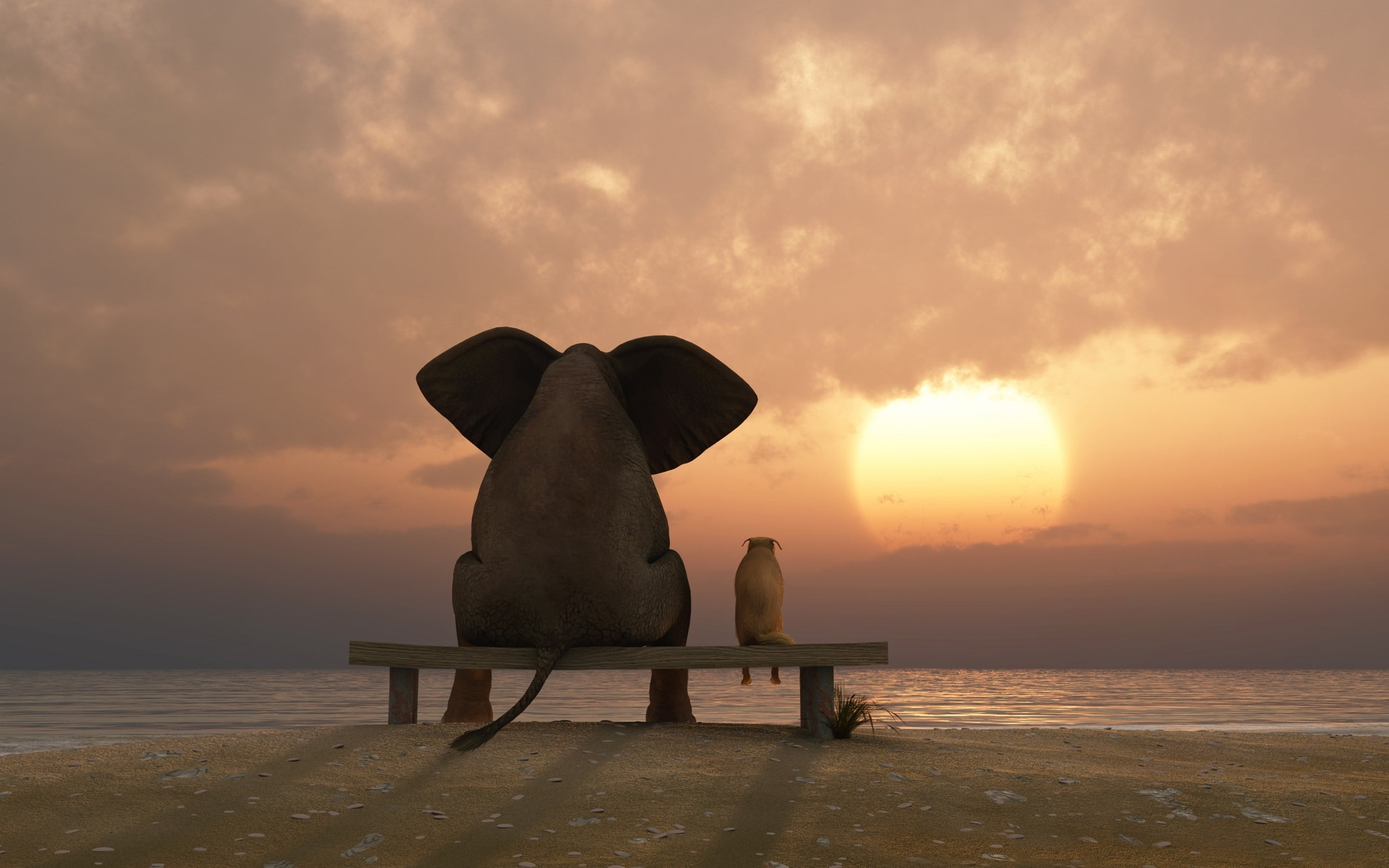 funny, sunset, watching, landscape, elephant, 2K, friendship, HD Wallpaper