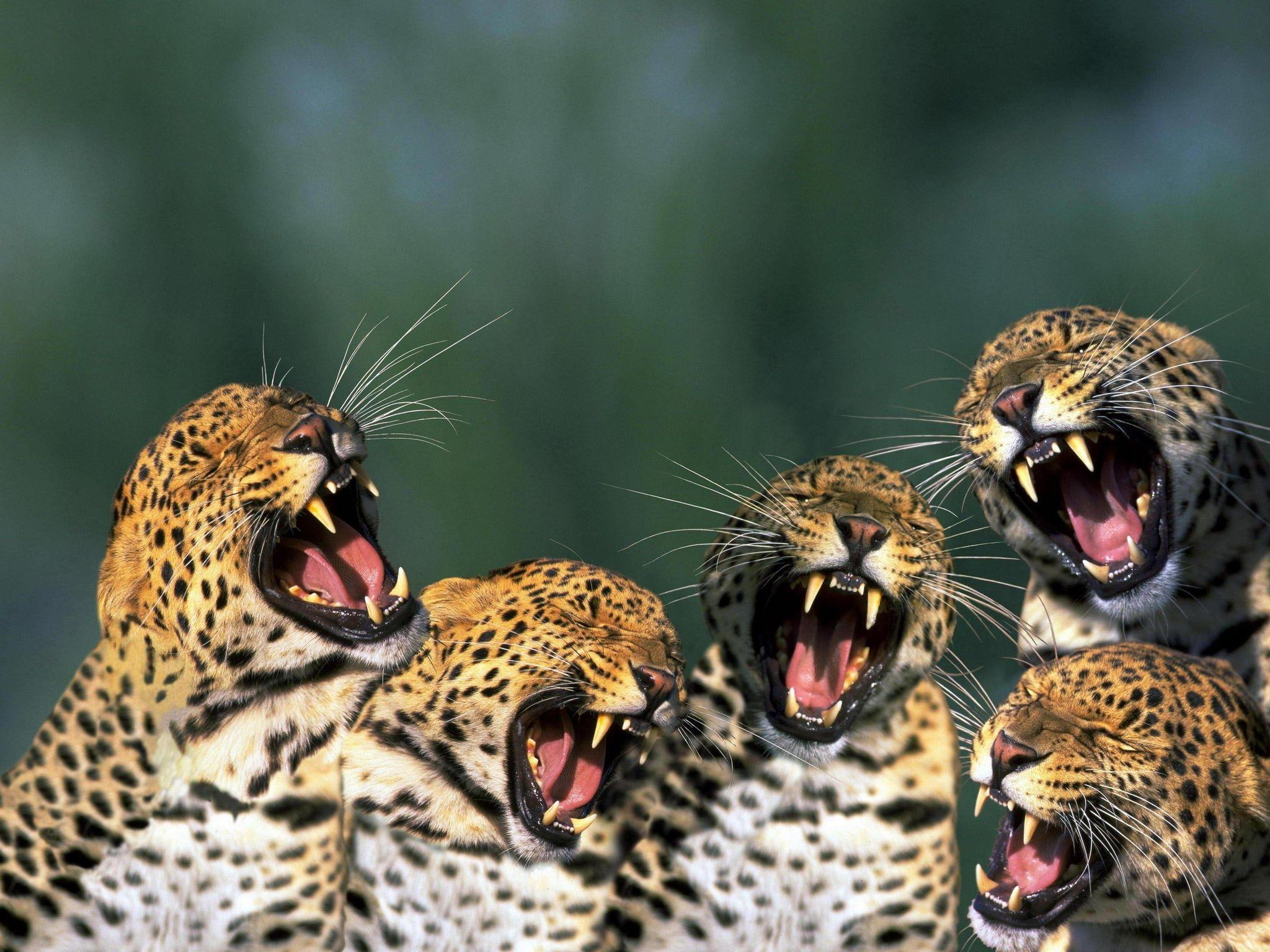 family, animals, bigcat, friends, 1080P, singing, wildcat, panther, friendship, jaguars, HD Wallpaper