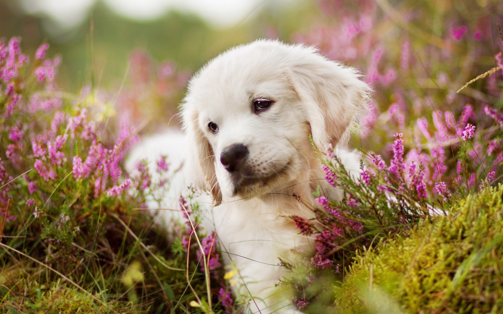 dog, baby animals, 720P, animals, puppies, HD Wallpaper