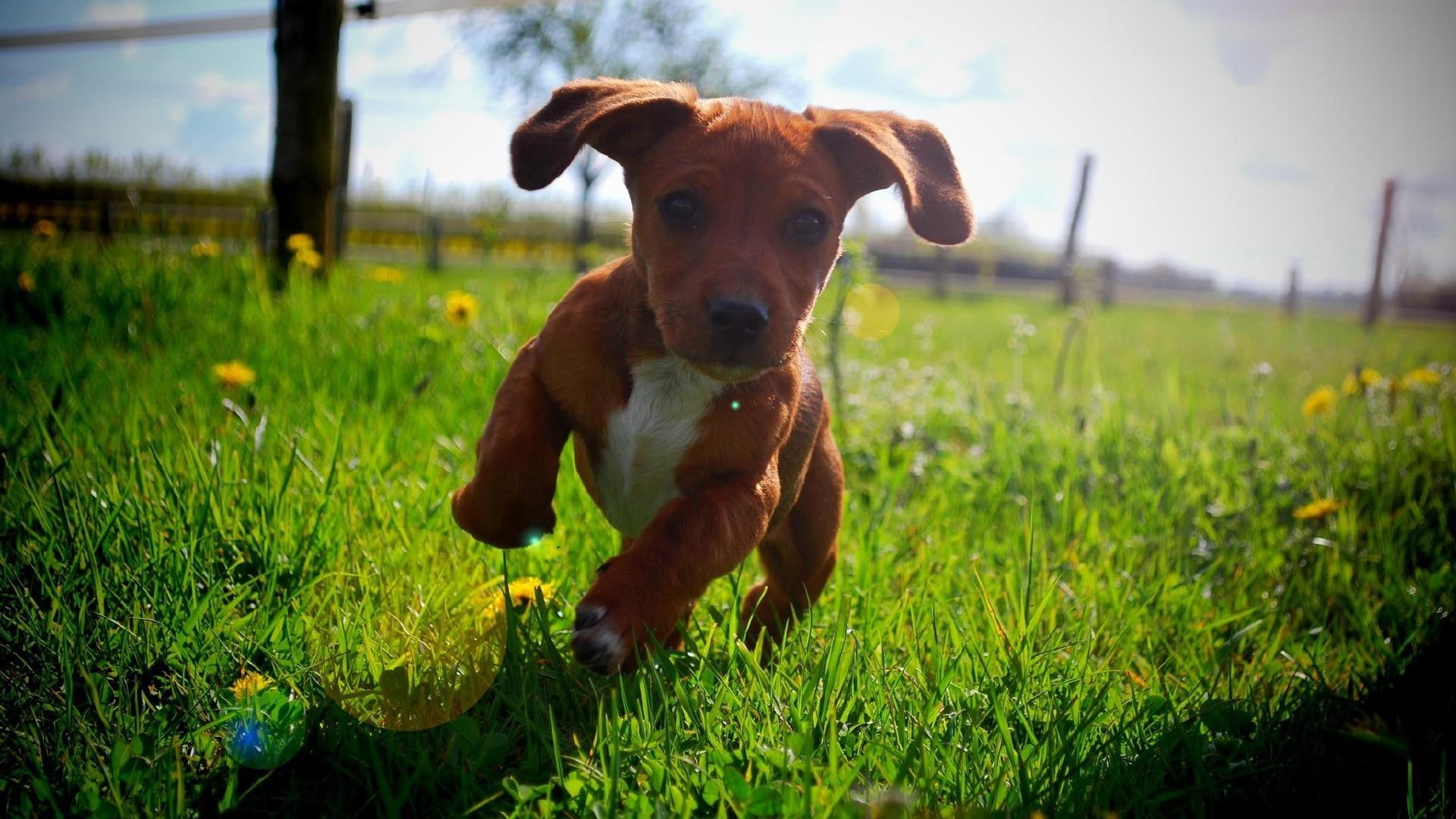 dog, cute, doggie, animals, 1080P, HD Wallpaper