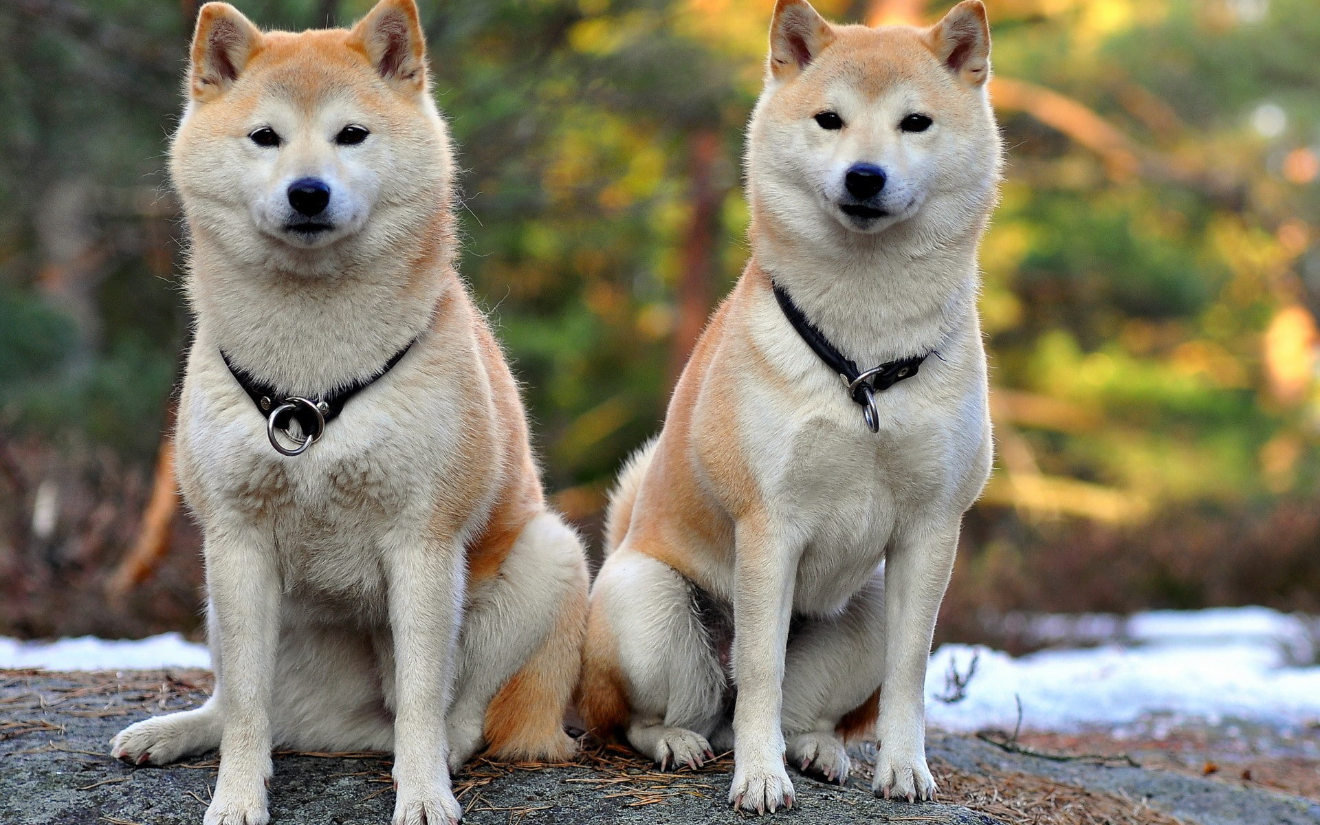 japan, inu, animals, dogs, 1080P, shiba, HD Wallpaper