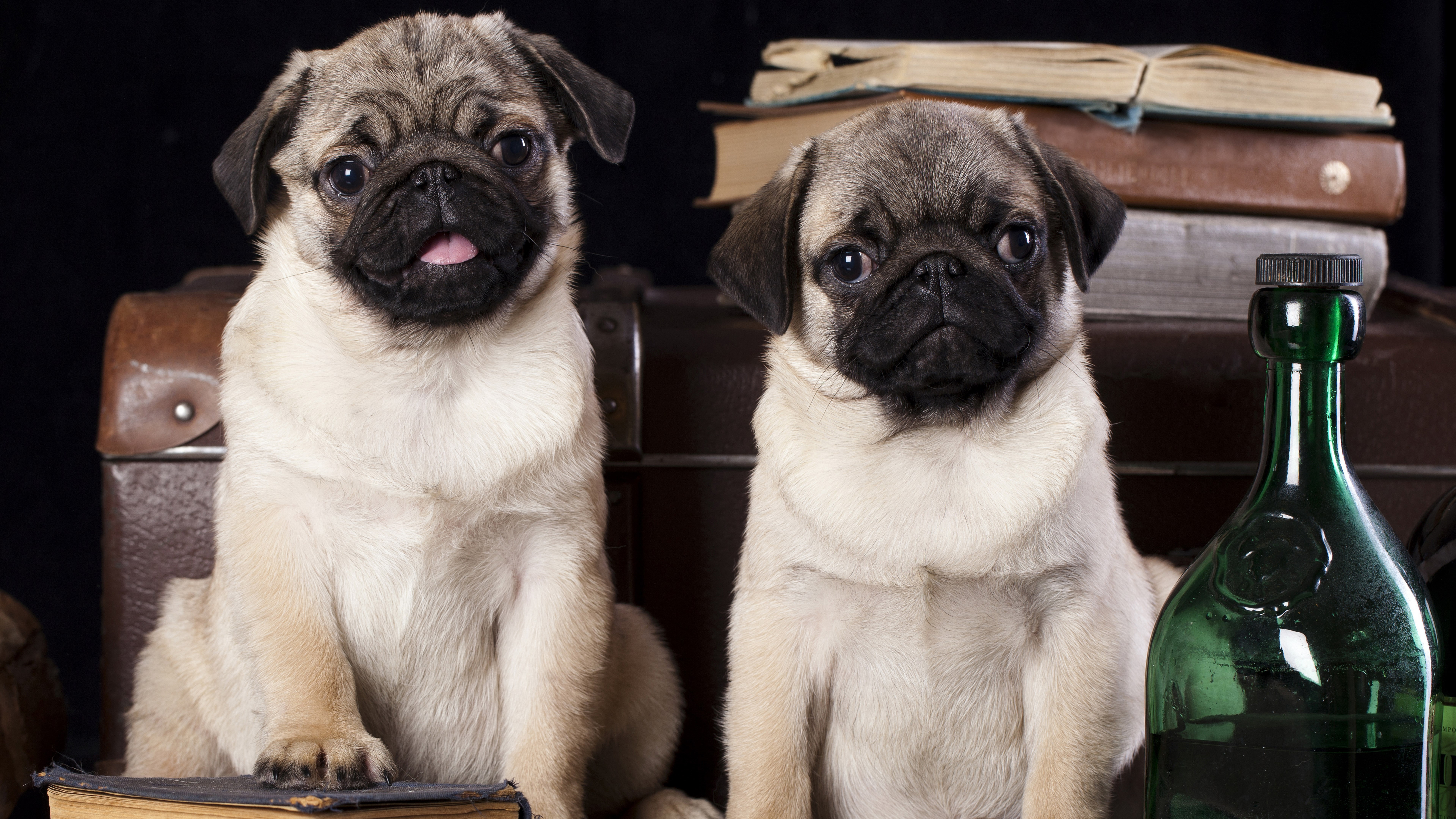 domestic, animal, 8K, container, animal themes, domestic animals, looking at camera, canine, pets, dog, no people, sitting, one animal, lap dog, small, HD Wallpaper