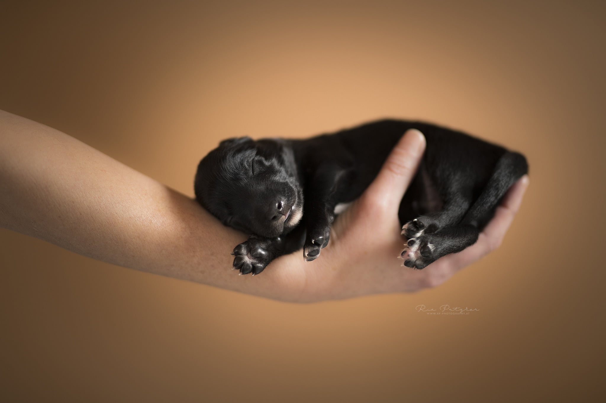 studio shot, colored background, human limb, domestic animals, one animal, vertebrate, human hand, hand, human foot, dog, small, pets, orange background, HD Wallpaper
