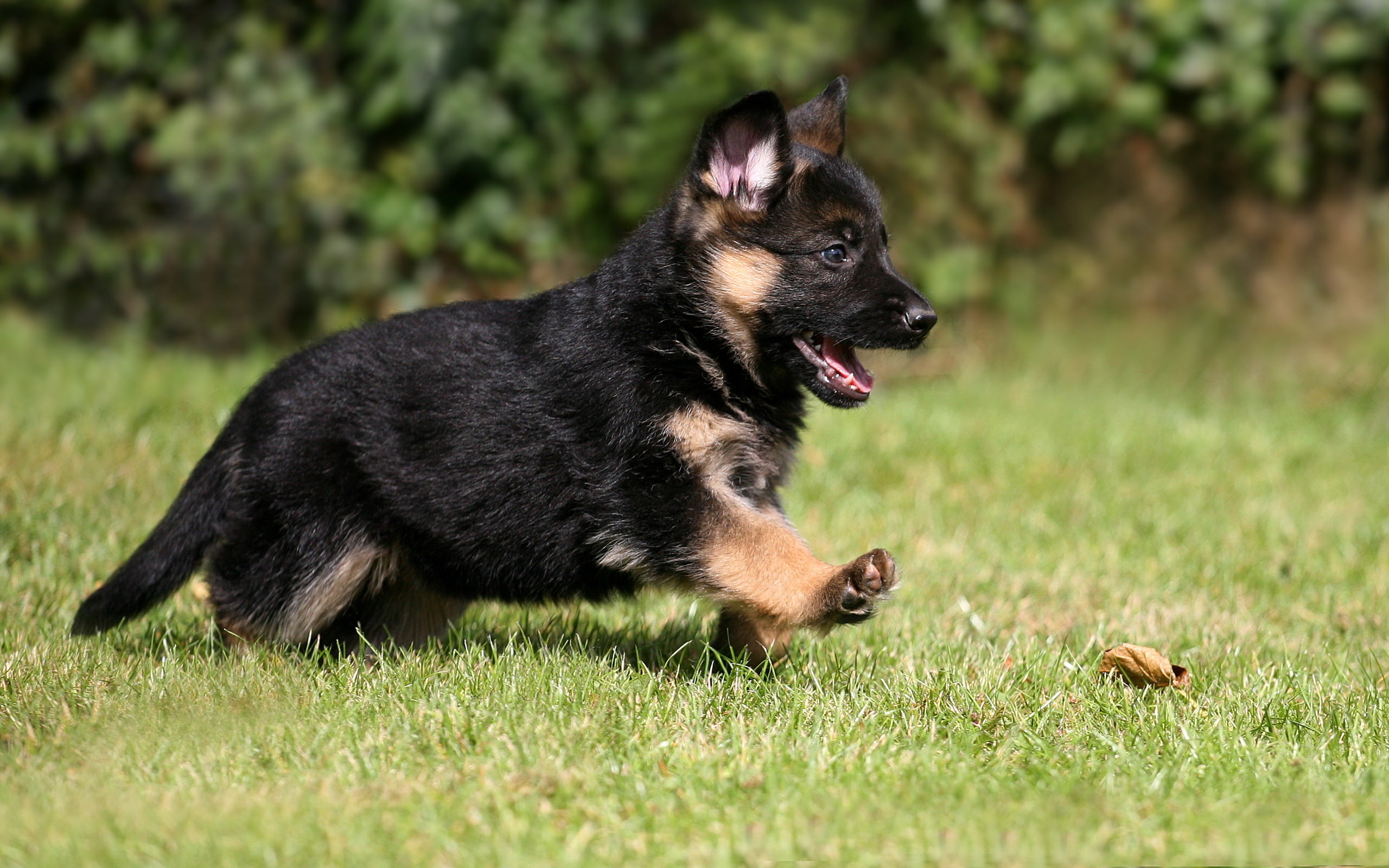 2K, young Animal, puppy, animal, outdoors, field, brown, friendship, summer, pets, selective focus, vertebrate, purebred Dog, German Shepherd, black, mouth open, HD Wallpaper