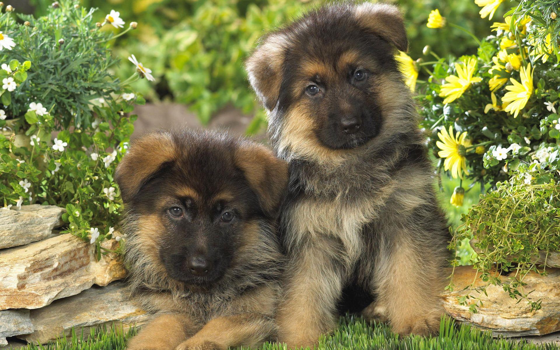 puppy, animals, puppies, 1080P, shepherd, 1920x1200, german shepherd, german, HD Wallpaper