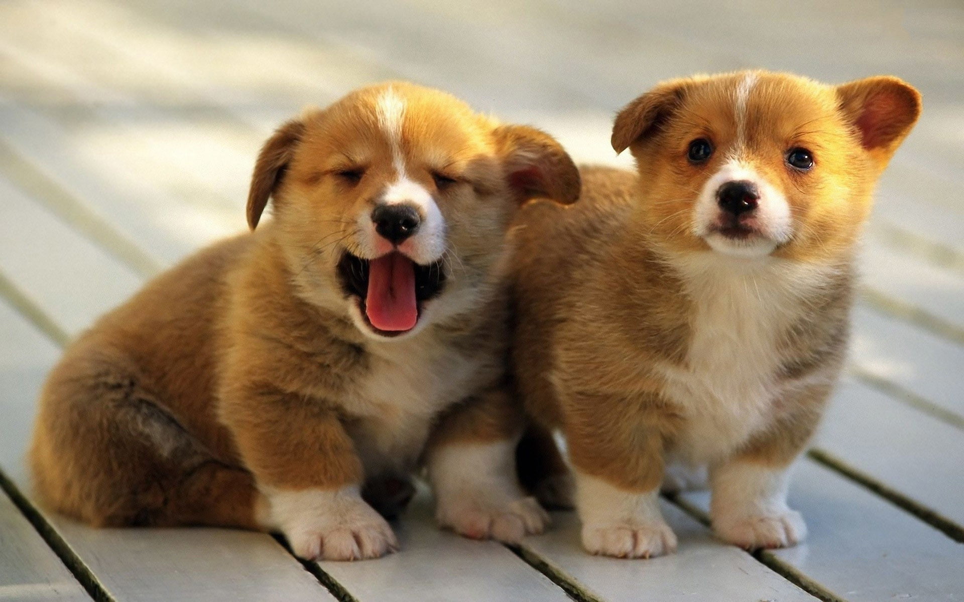 two, small, sitting, outdoors, domestic, mouth open, animal tongue, pembroke, two animals, canine, pets, dog, focus on foreground, mammal, young Animal, HD Wallpaper