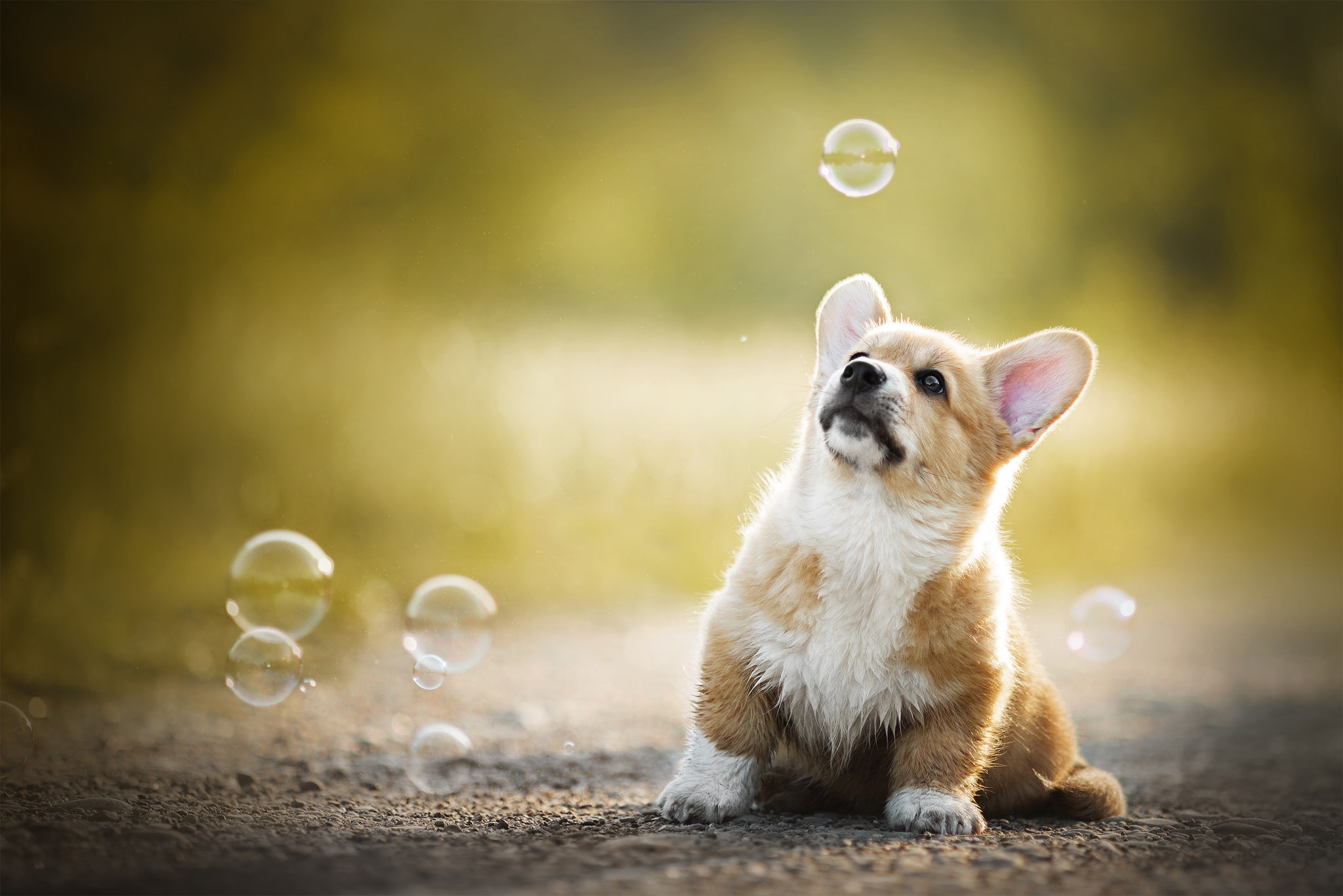 Welsh Corgi, 1080P, doggie, bokeh, bubbles, baby, puppy, HD Wallpaper