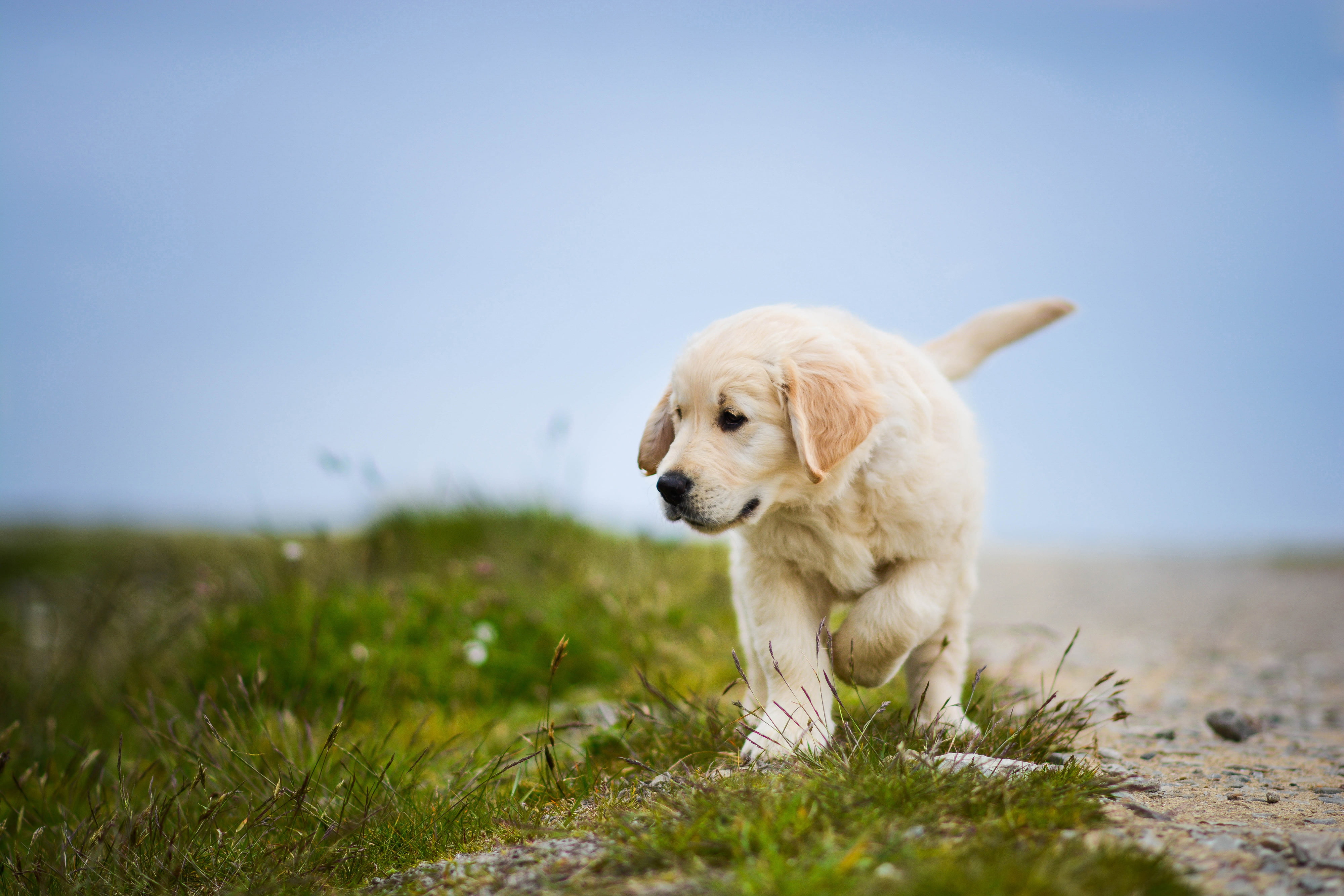 day, canine, land, grass, 4K, domestic animals, Labrador Retriever, 4K, vertebrate, Puppy, no people, young animal, animal themes, sky, mammal, nature, HD Wallpaper