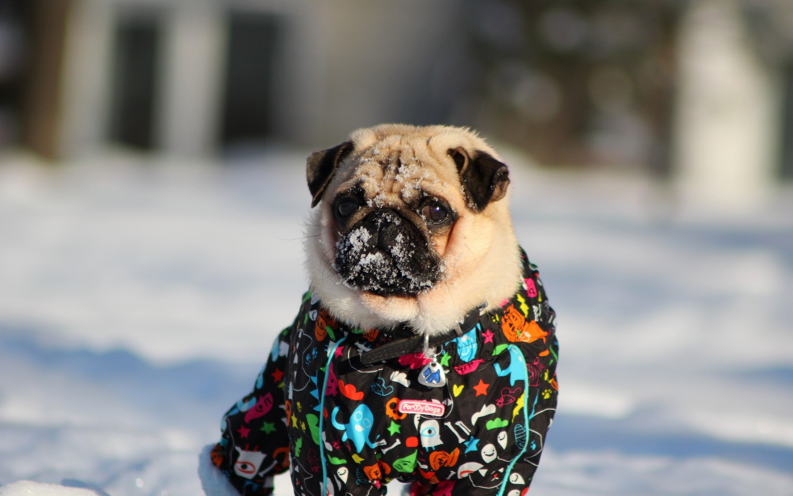 dog, pug, animals, 2K, HD Wallpaper