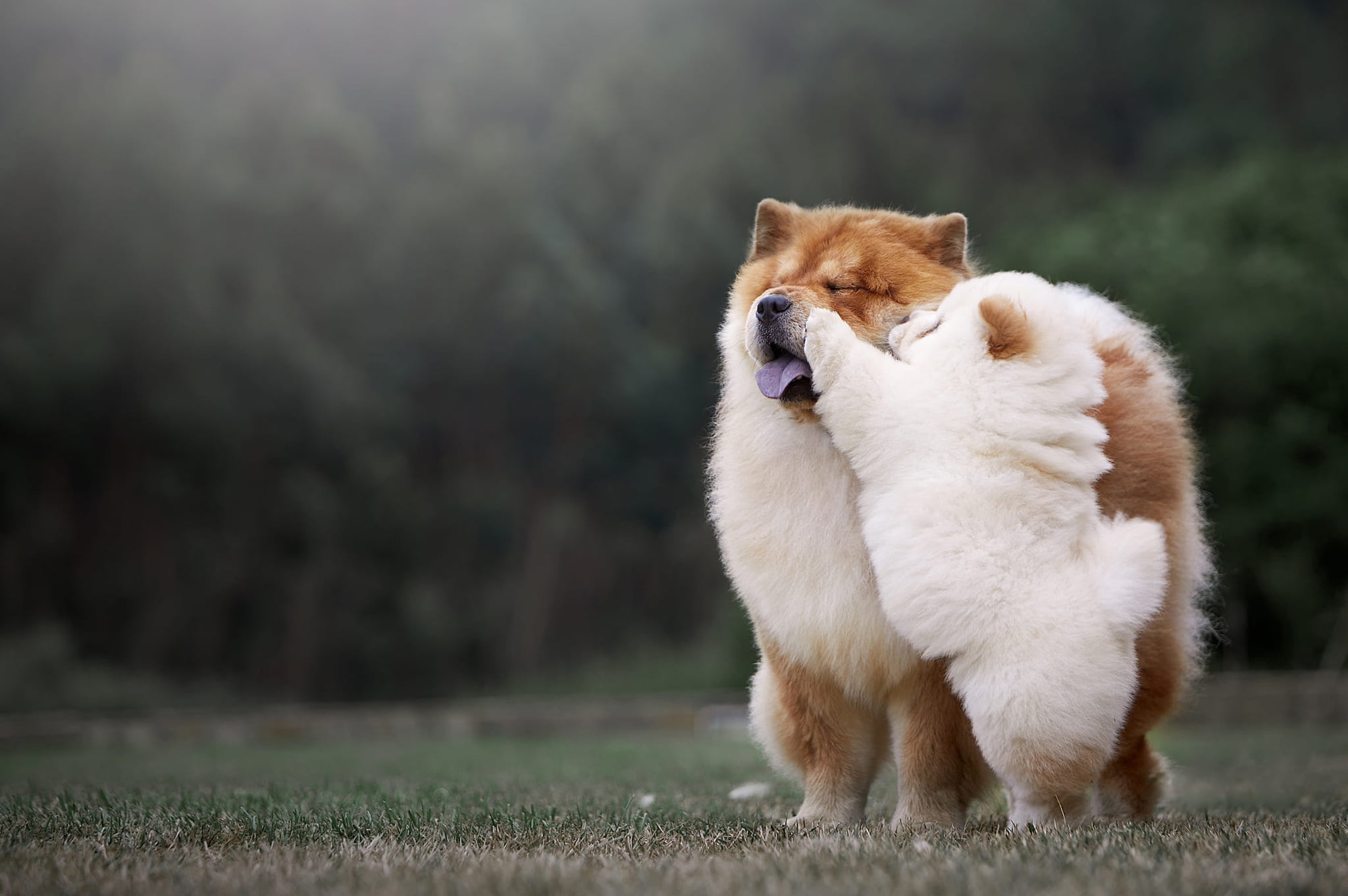 Pet, Baby Animal, 1080P, Dog, Chow Chow, Dogs, HD Wallpaper